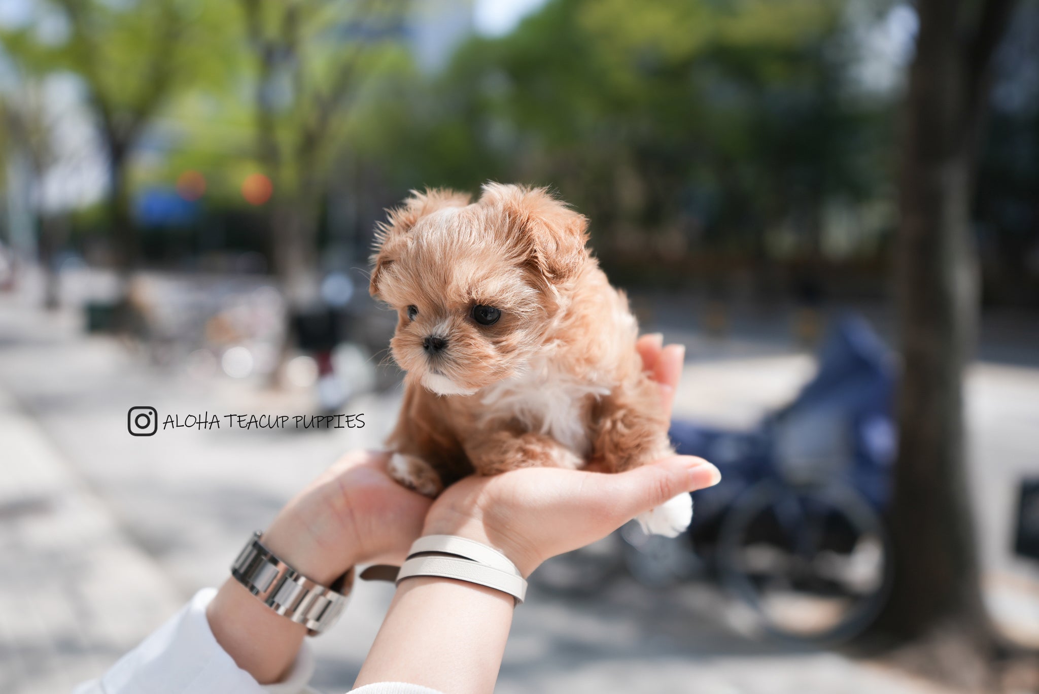 Avril [TEACUP MALTIPOO]