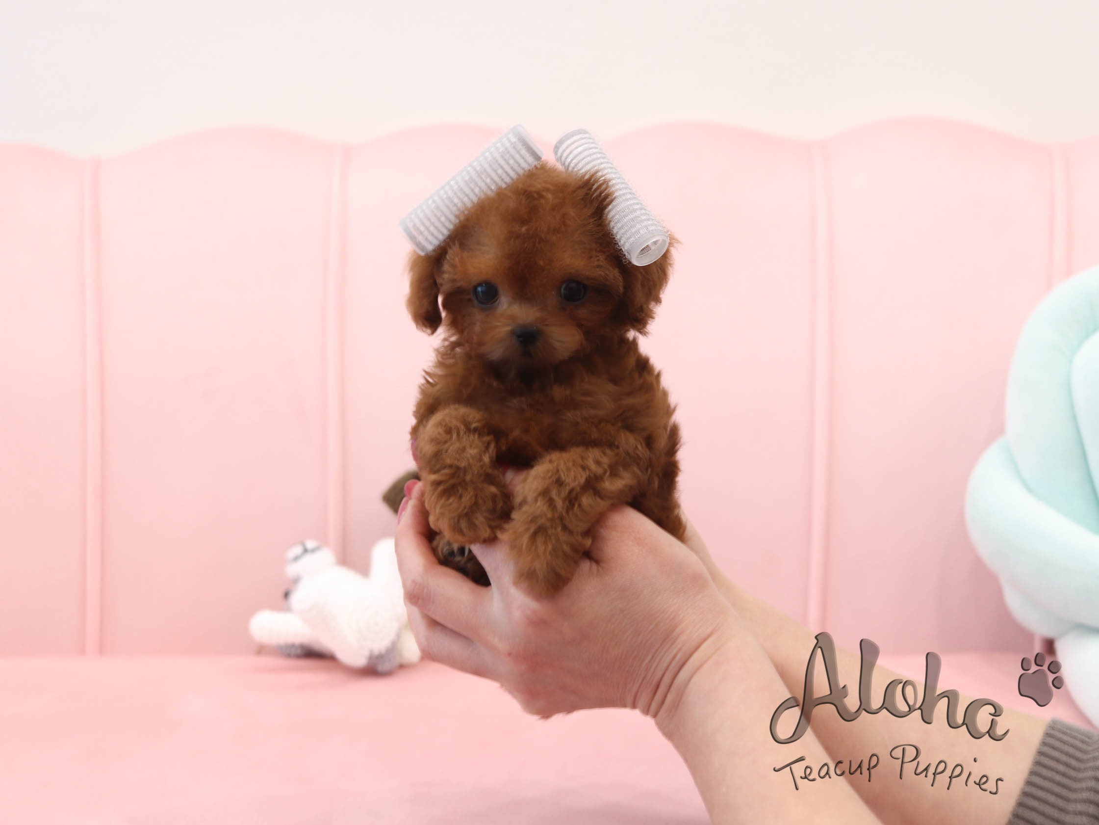 Alice [TEACUP POODLE]