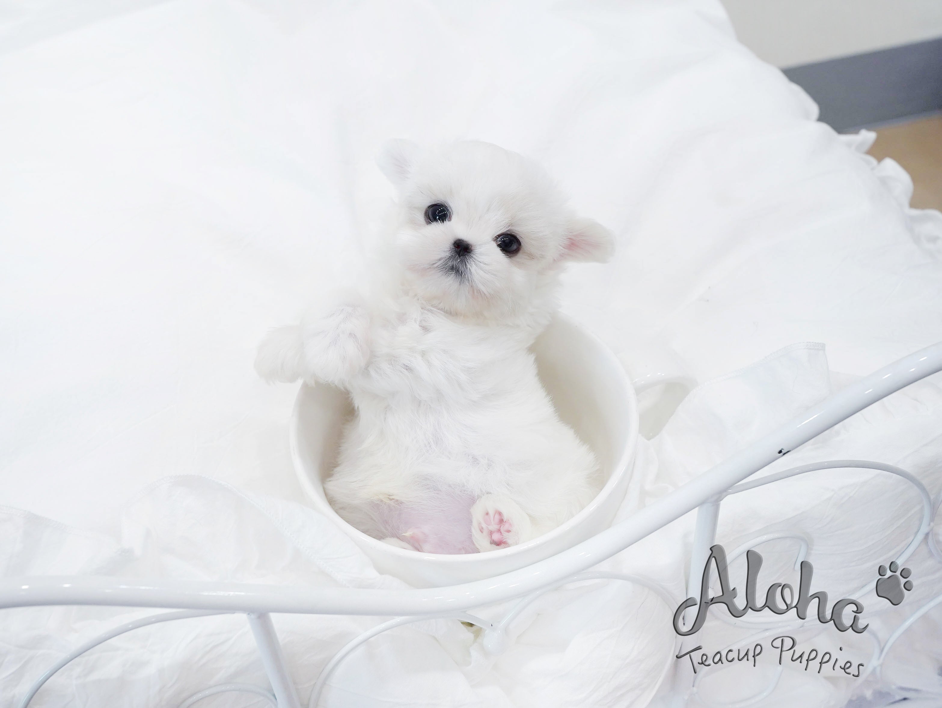 Ben [TEACUP MALTESE]