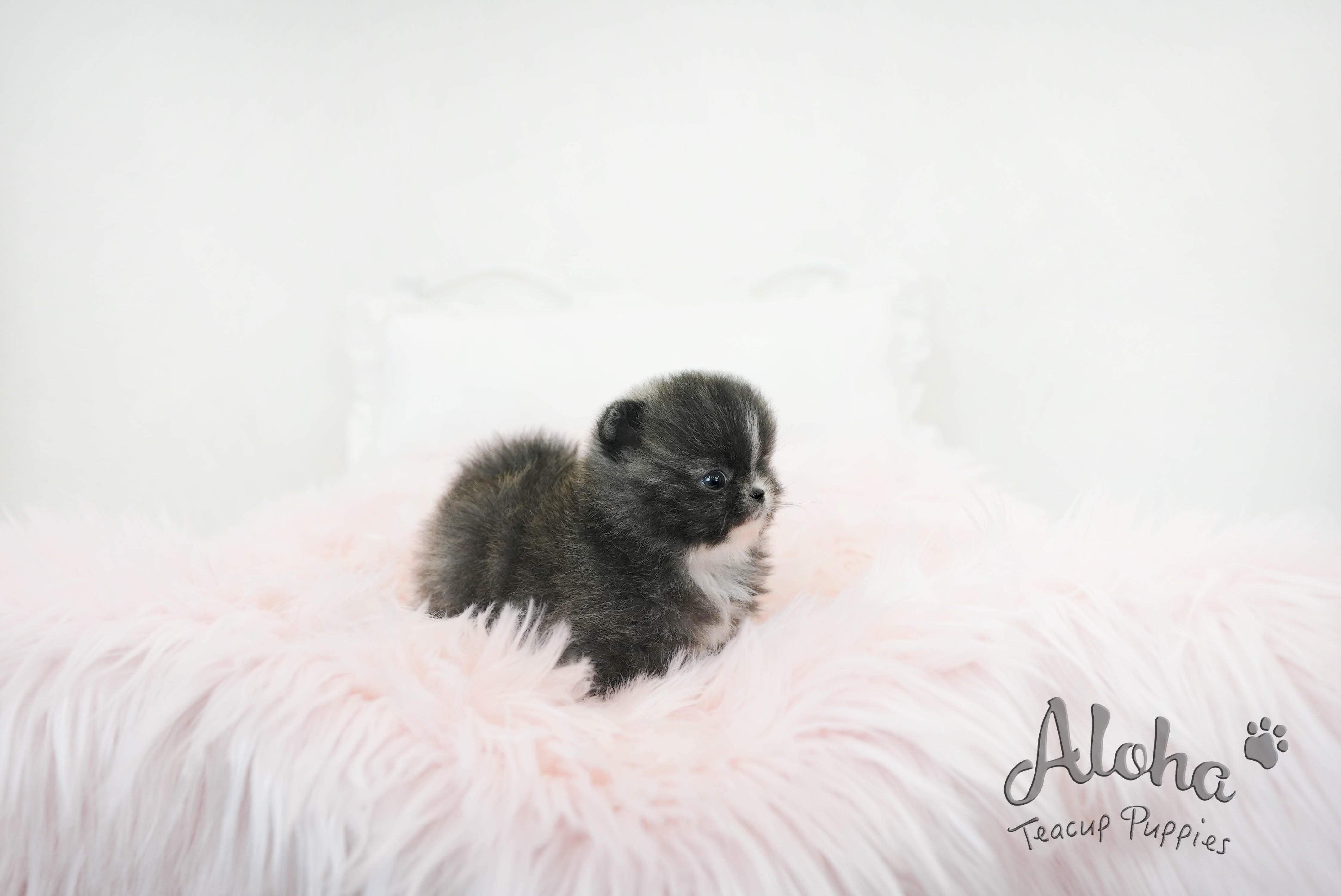 Violet [TEACUP POMERANIAN]