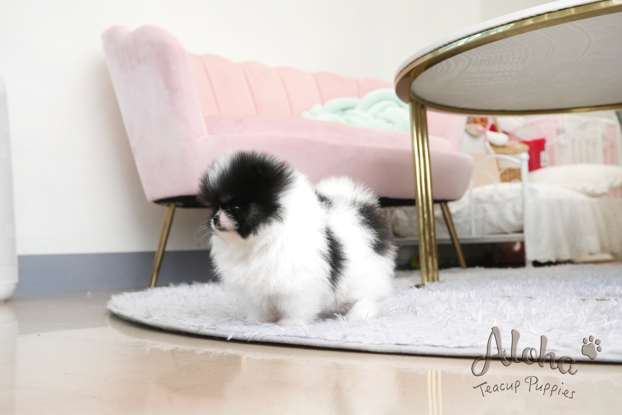 Grant [TEACUP POMERANIAN]