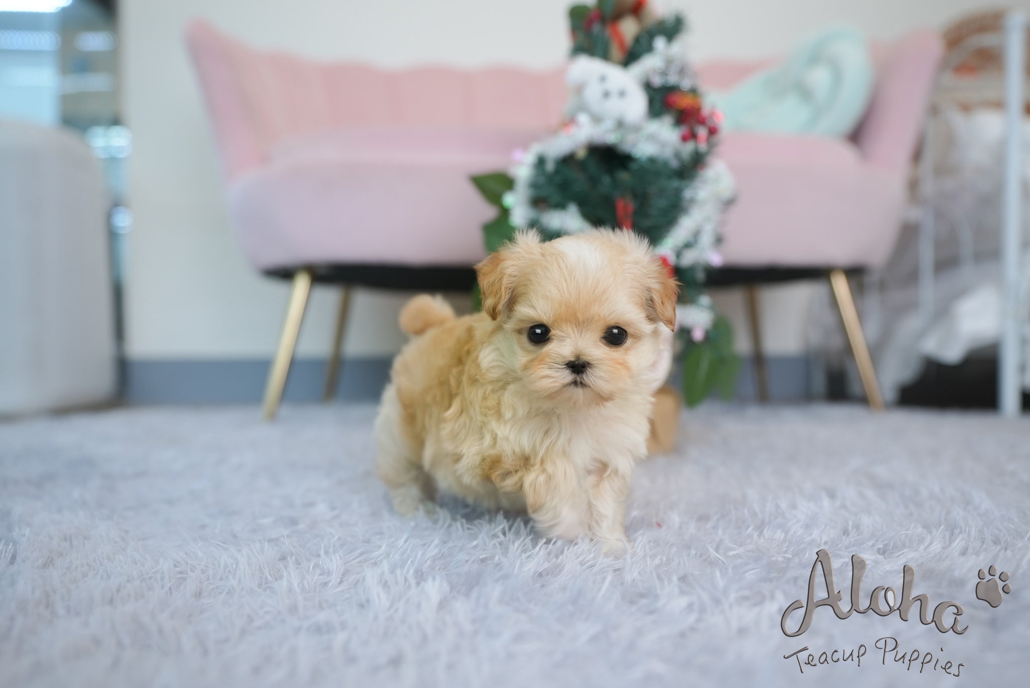 MAPLE [TEACUP MALTIPOO]