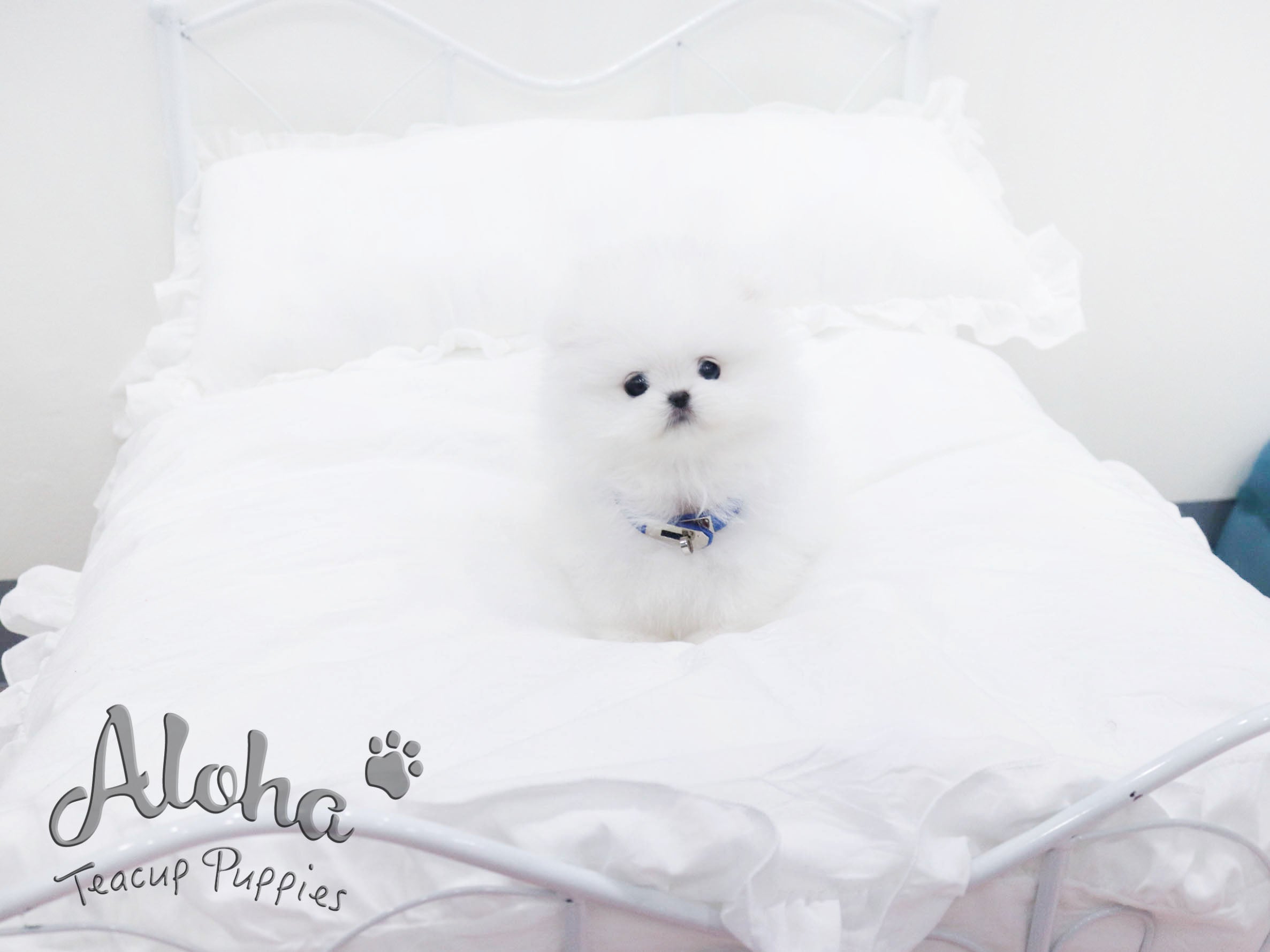 Bailey [TEACUP POMERANIAN]