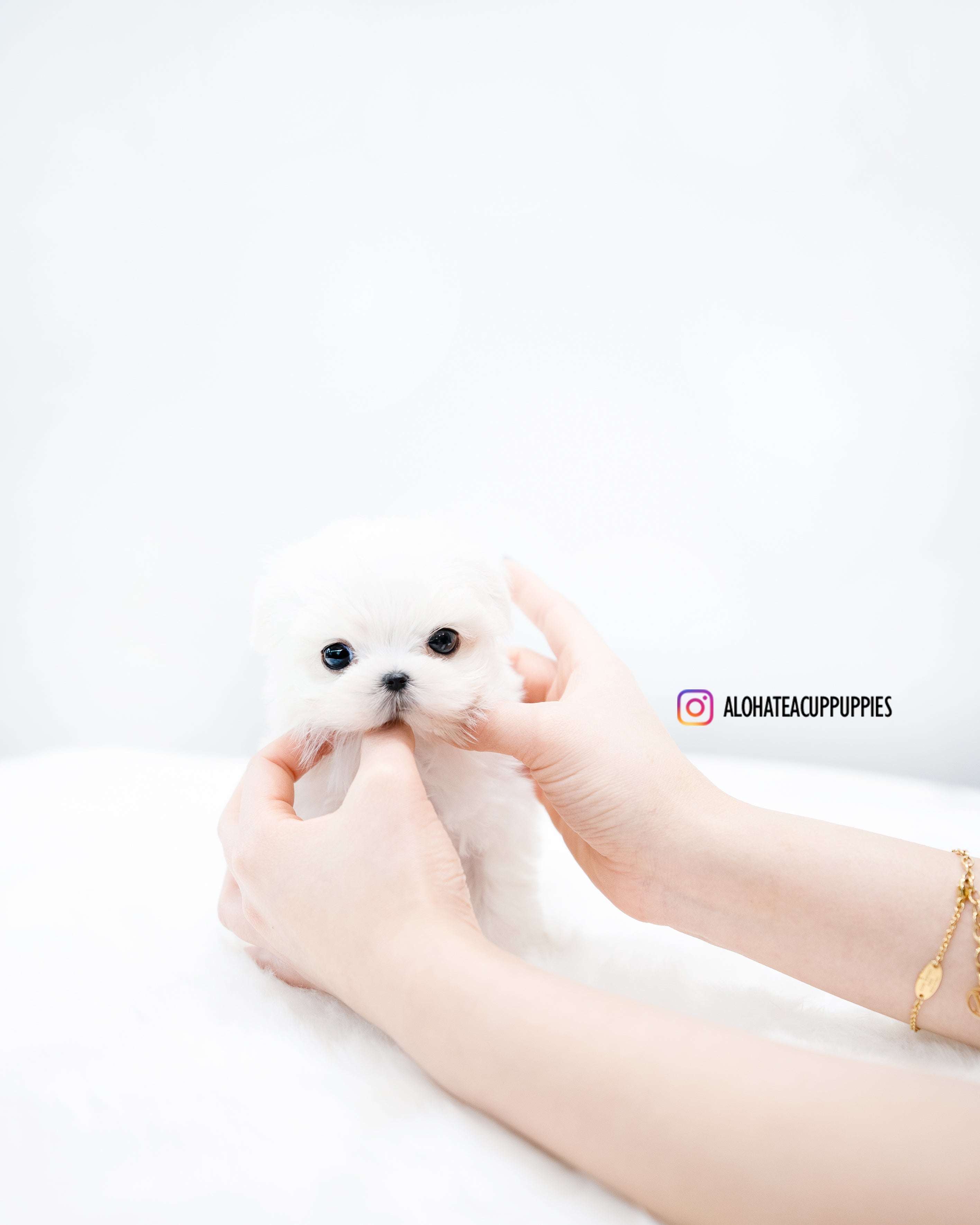 Evan [TEACUP MALTESE]