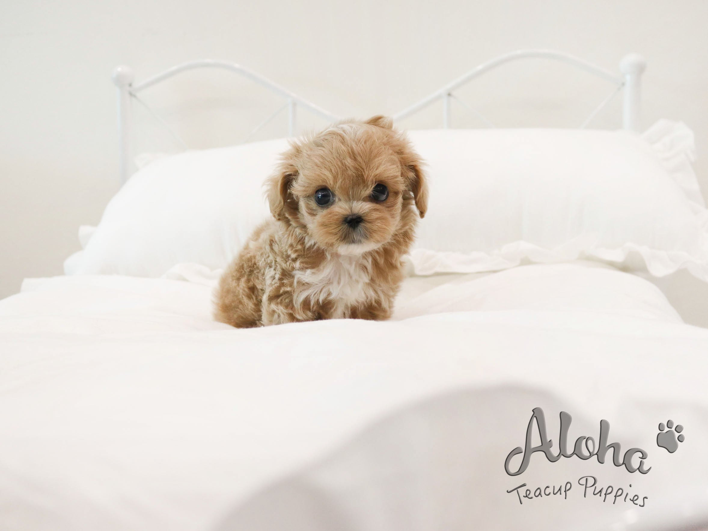 Morris [TEACUP MALTIPOO]