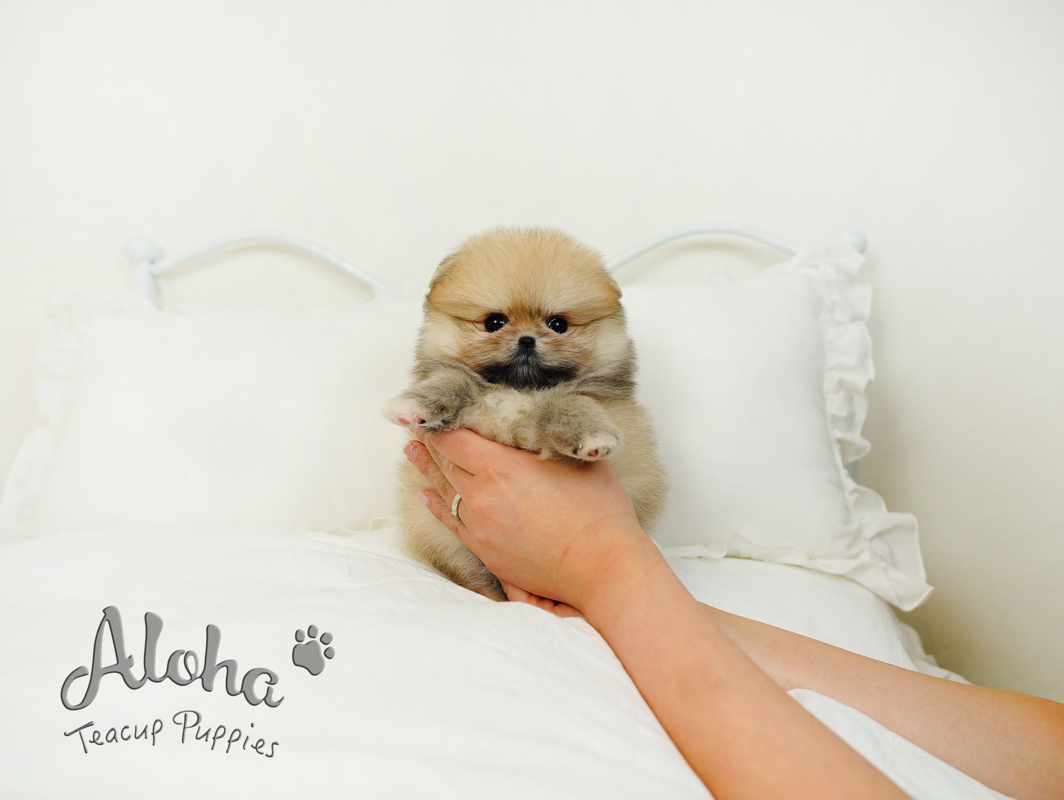 Brownie [TEACUP POMERANIAN]