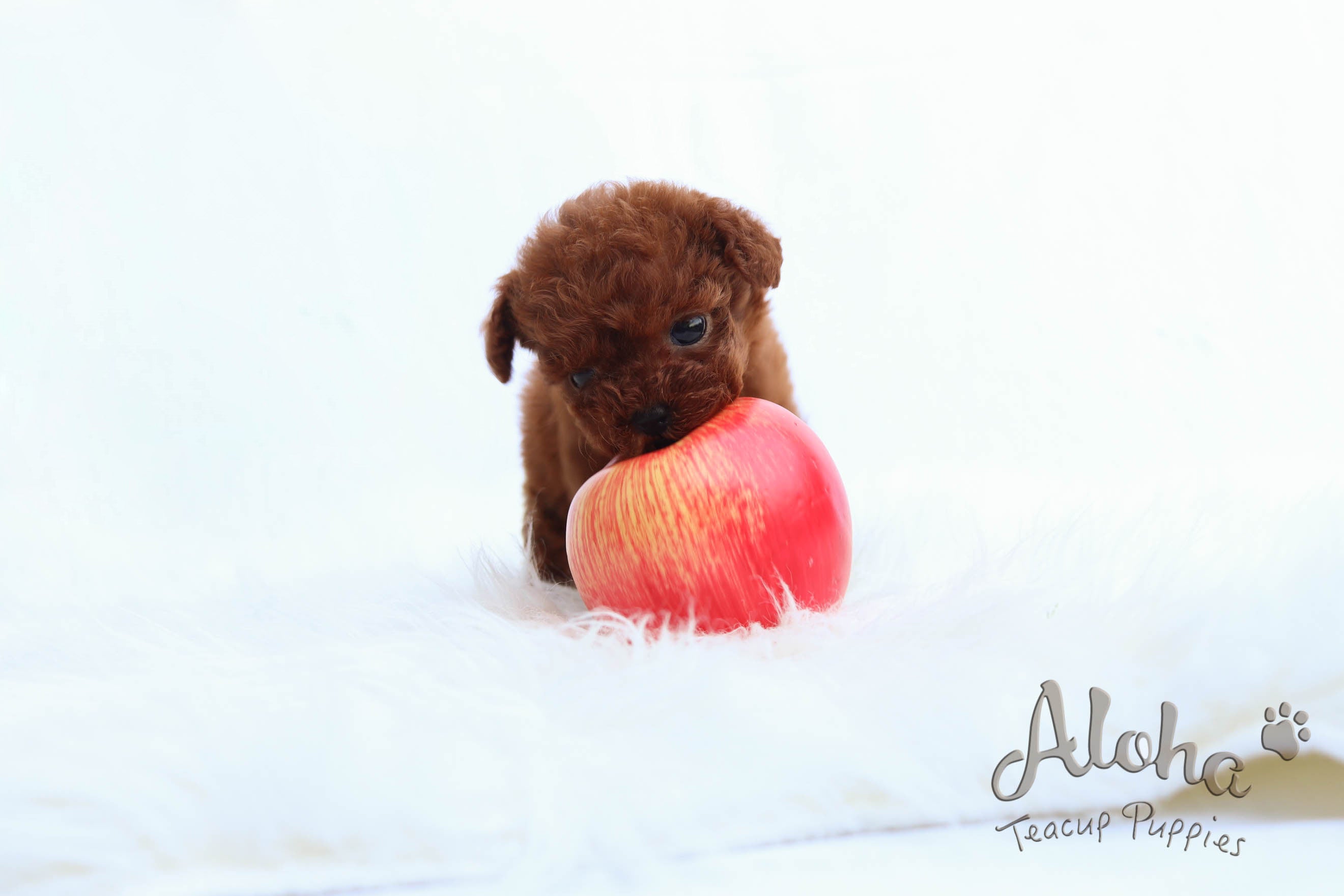 Vendido a Julia, CHOCOLATE [Caniche]
