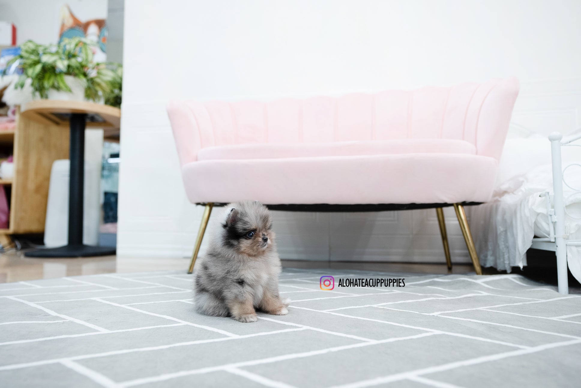 Jennet [TEACUP POMERANIAN]