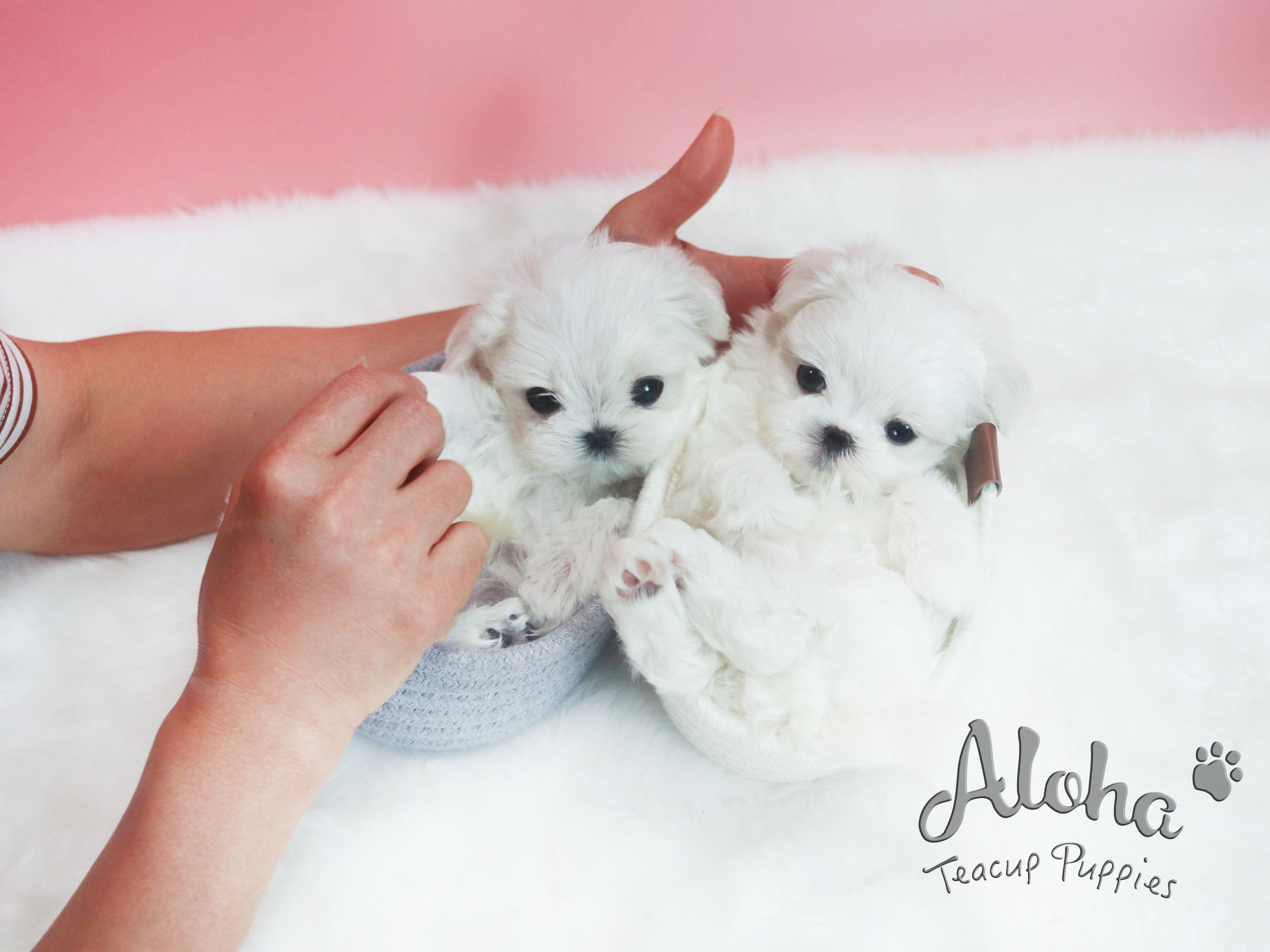 Sold to Michael, Bonnie [TEACUP MALTESE]