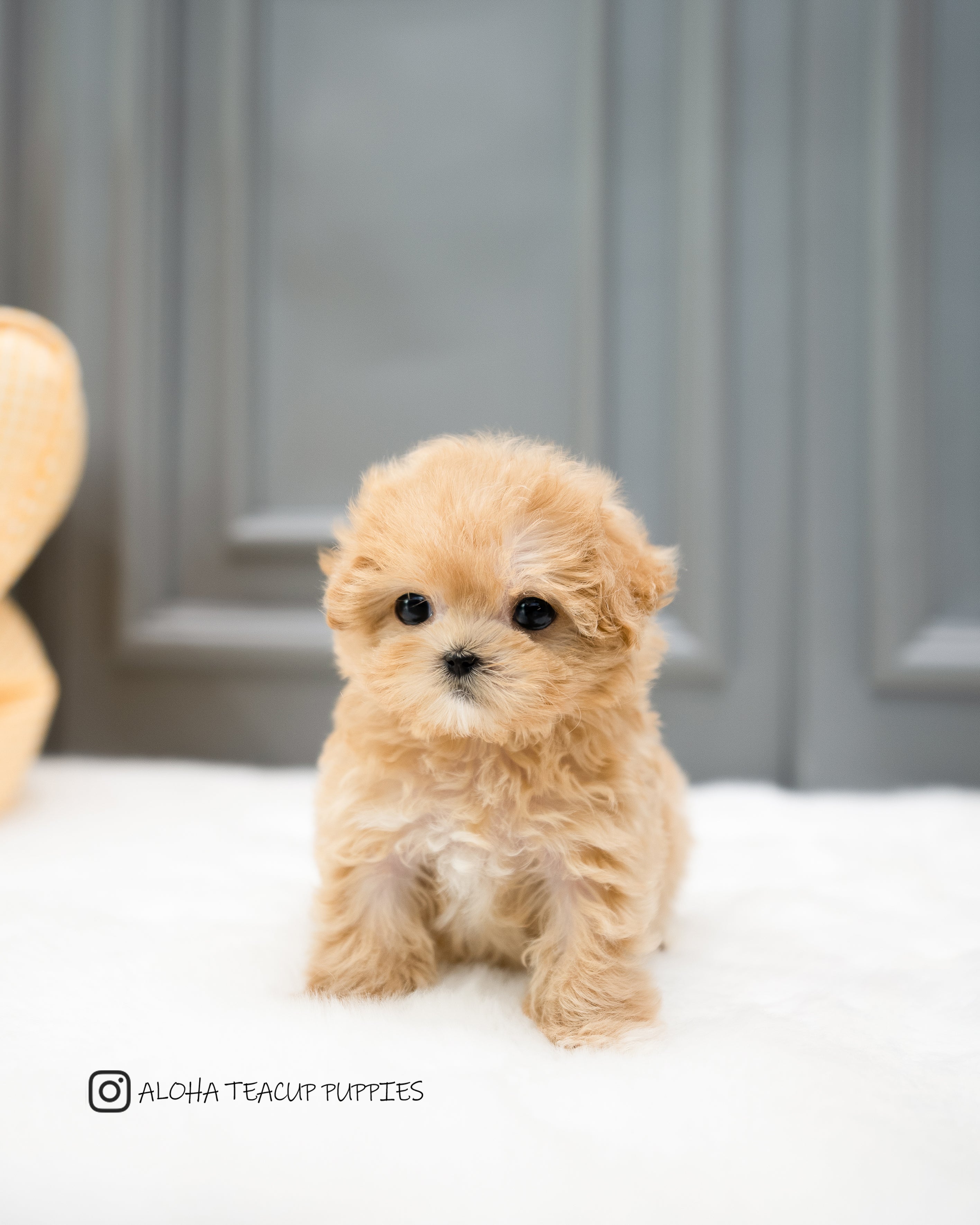 Wanda [TEACUP MALTIPOO]
