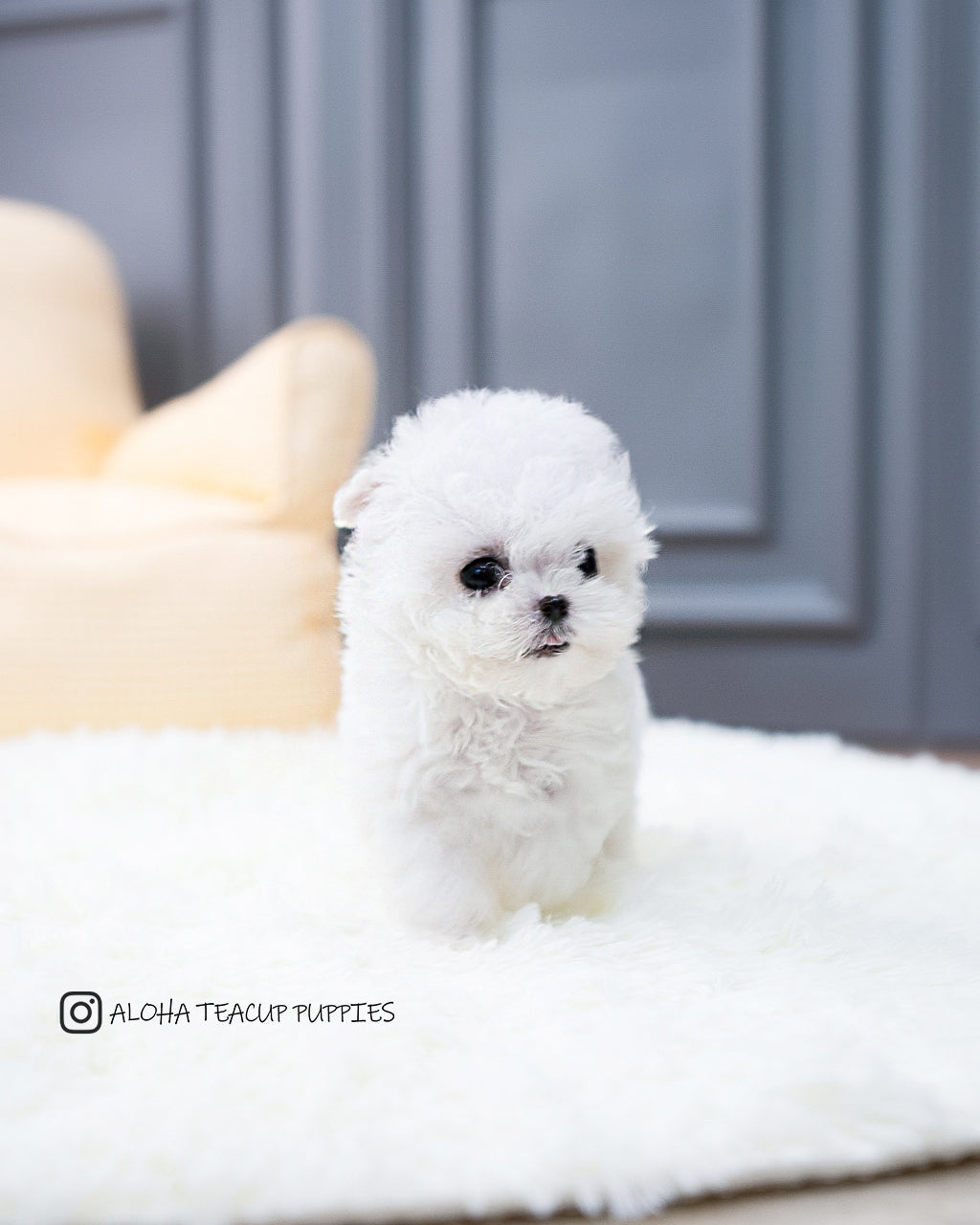 Ashley [TEACUP BICHON]