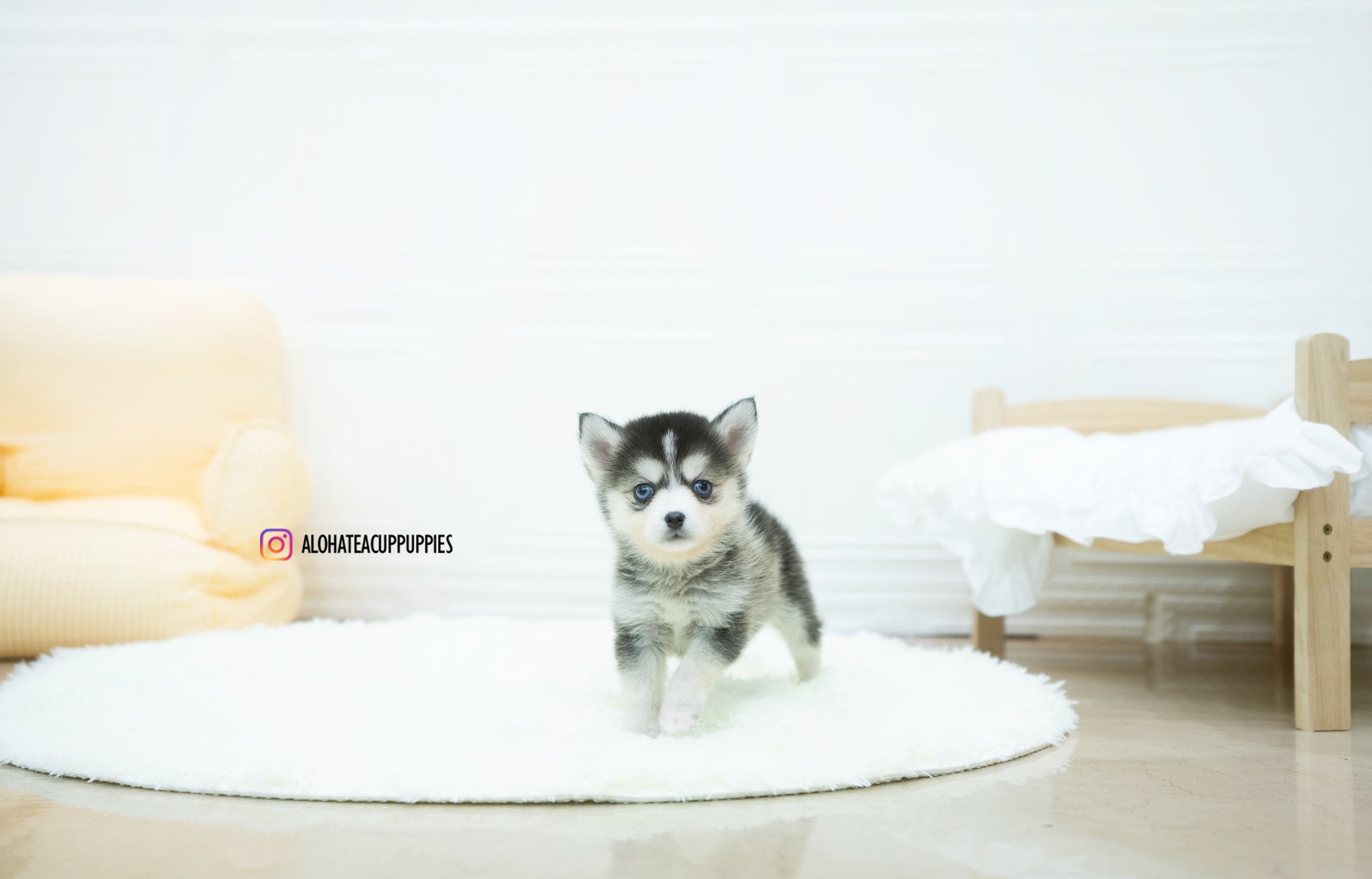 Amelia [TEACUP POMSKY]