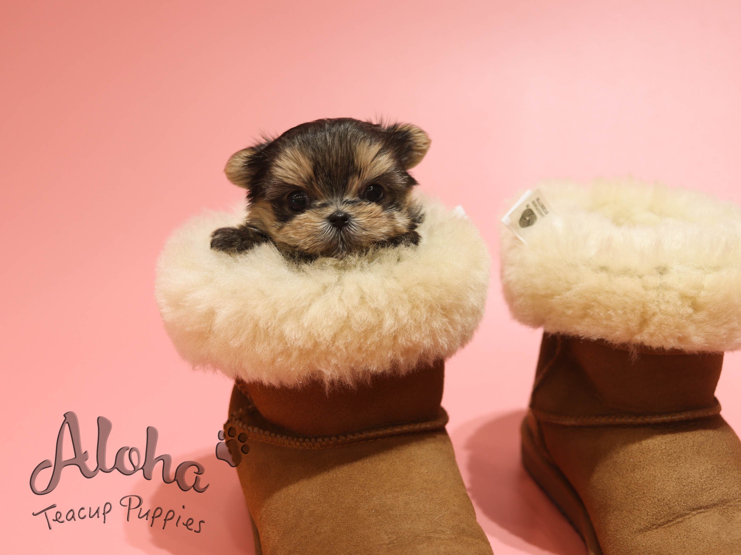 Mong [TEACUP Morkie]