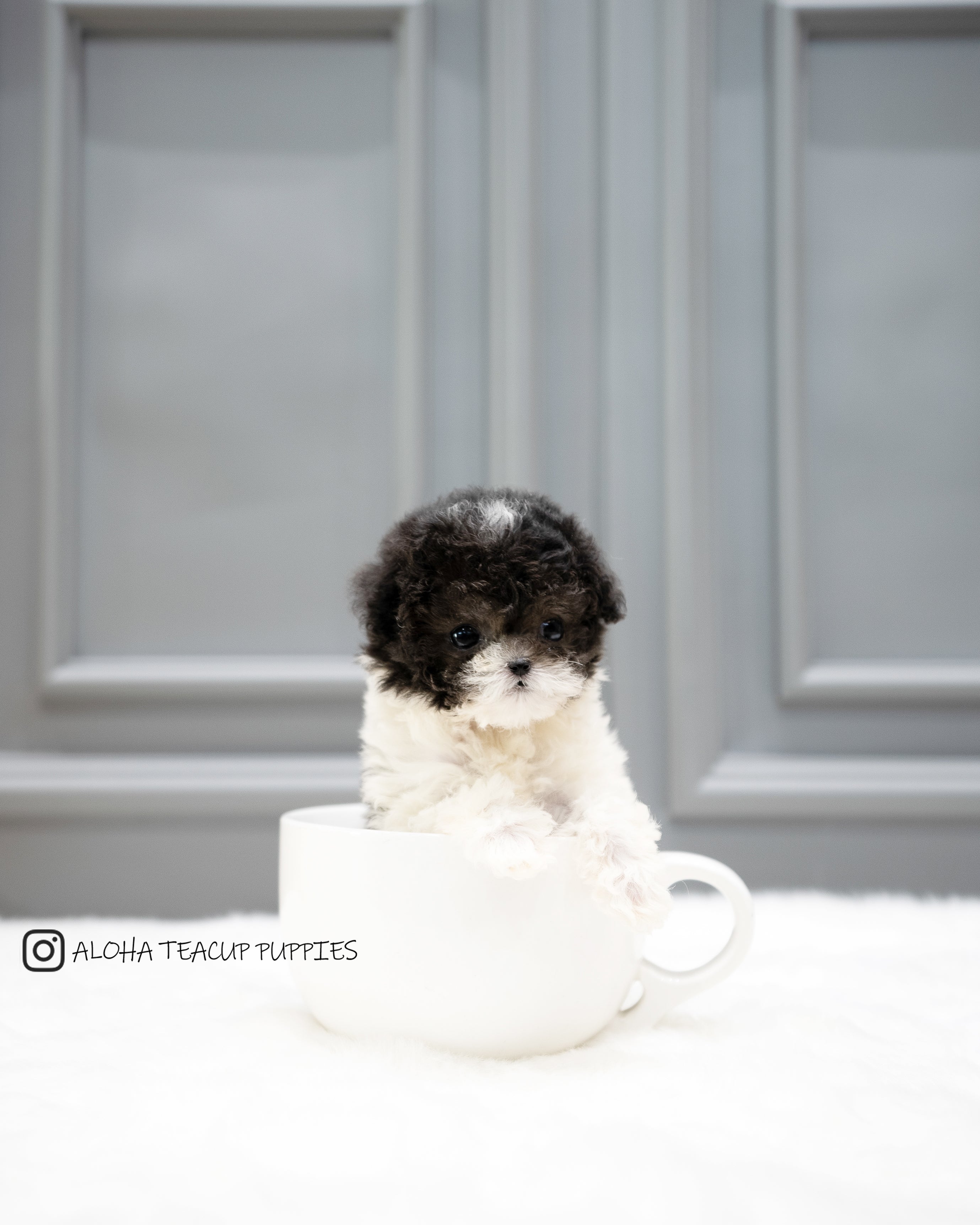Lulu [TEACUP POODLE]