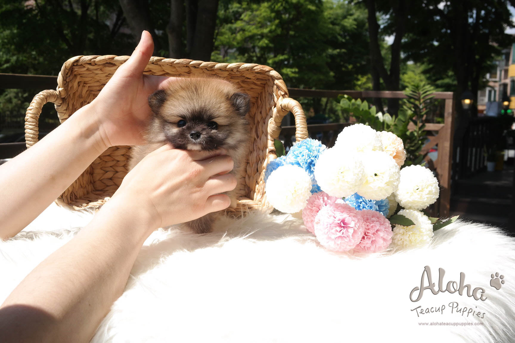 Sold to Amanda, Sandy [Teacup Pomeranian]