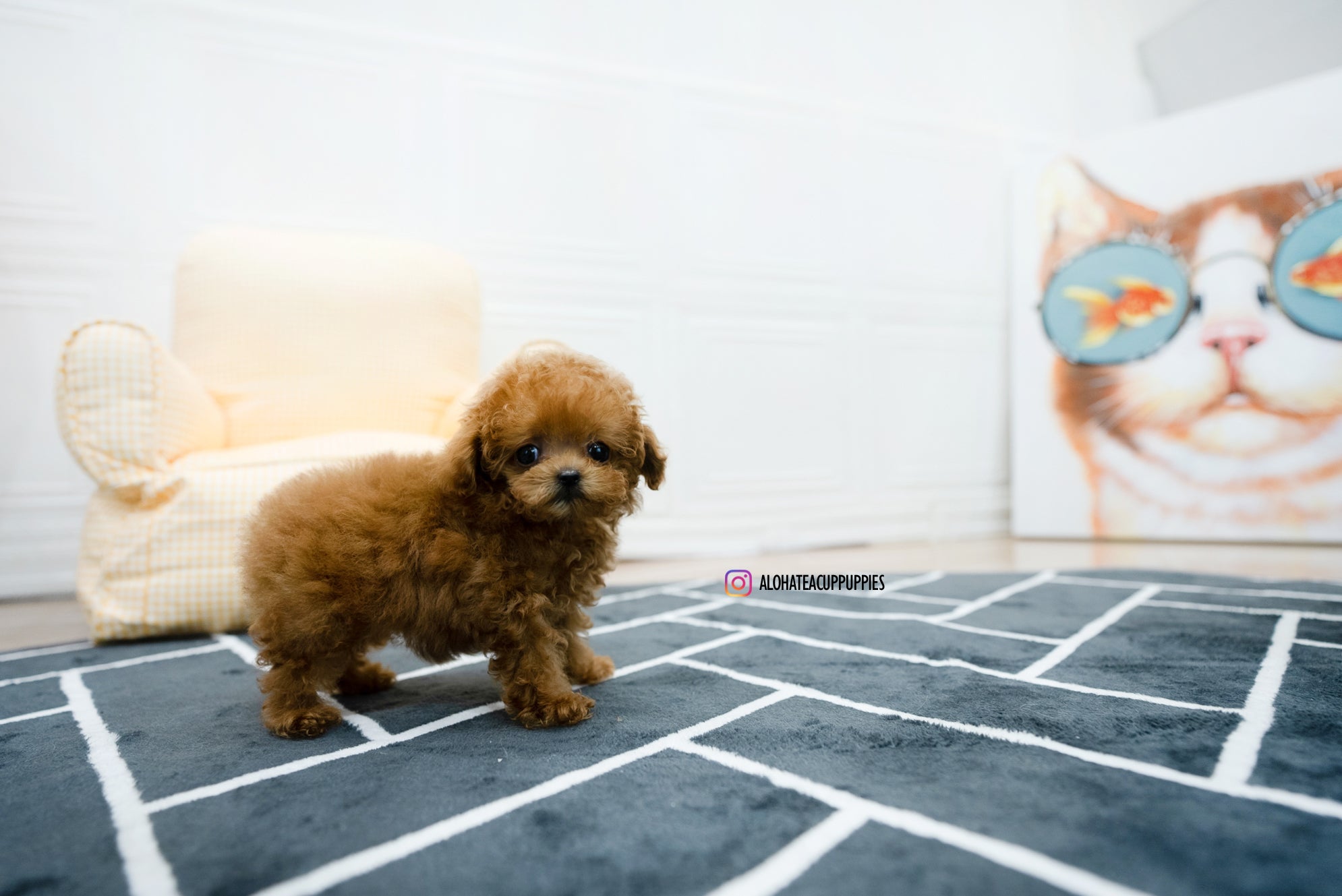 Hazel [TEACUP POODLE]