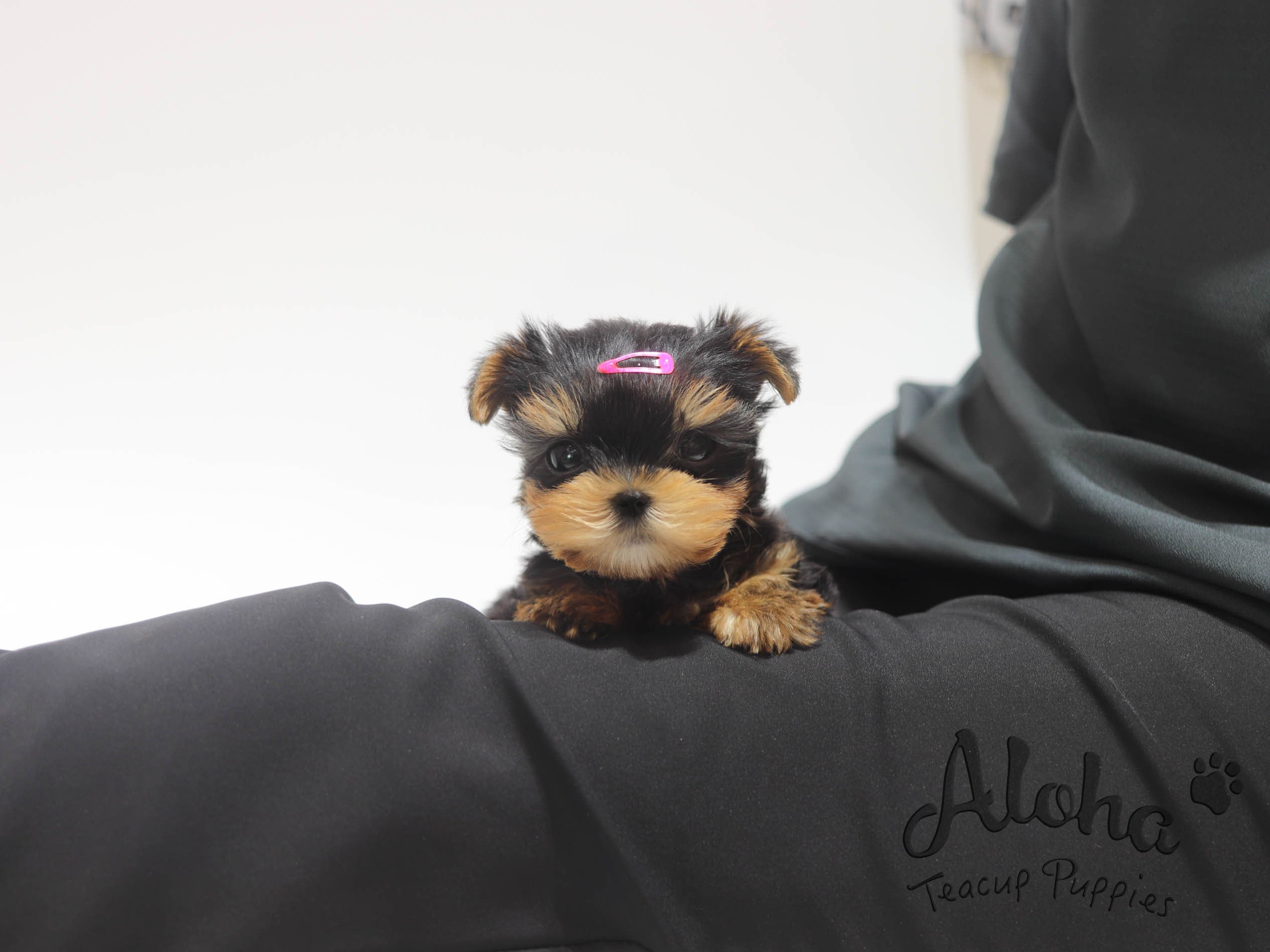 MOLLY [TEACUP YORKIE]