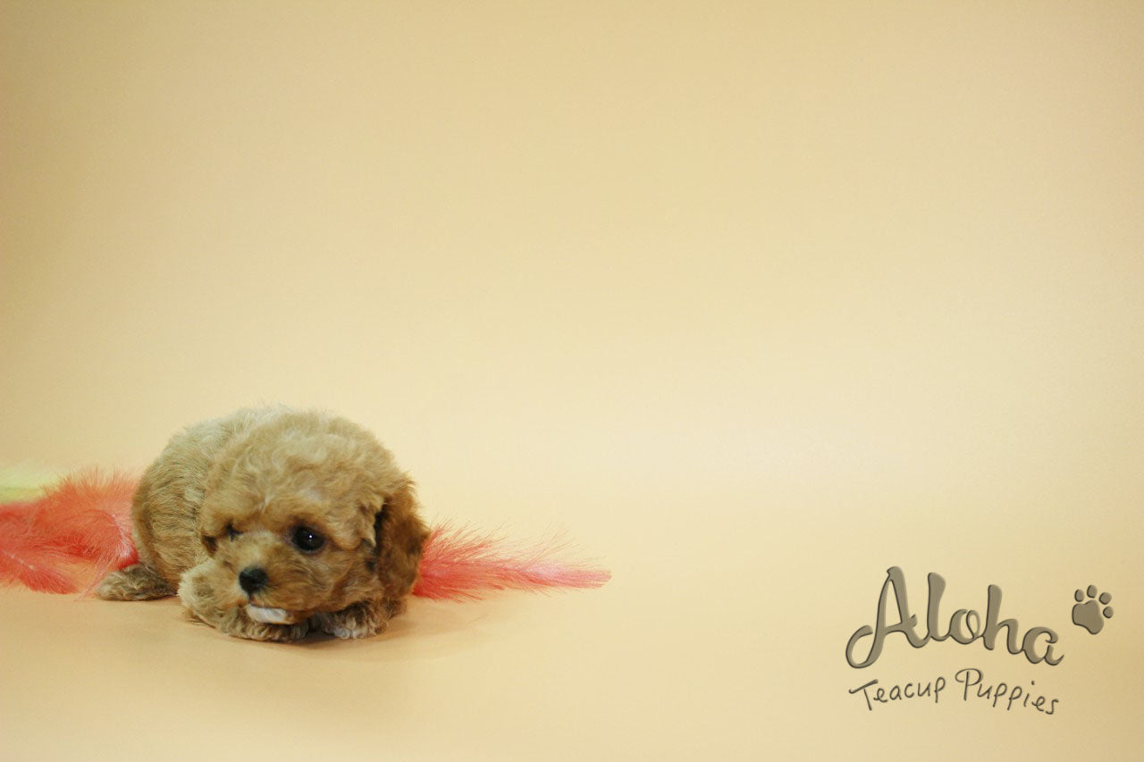 JANE [TEACUP MALTIPOO]