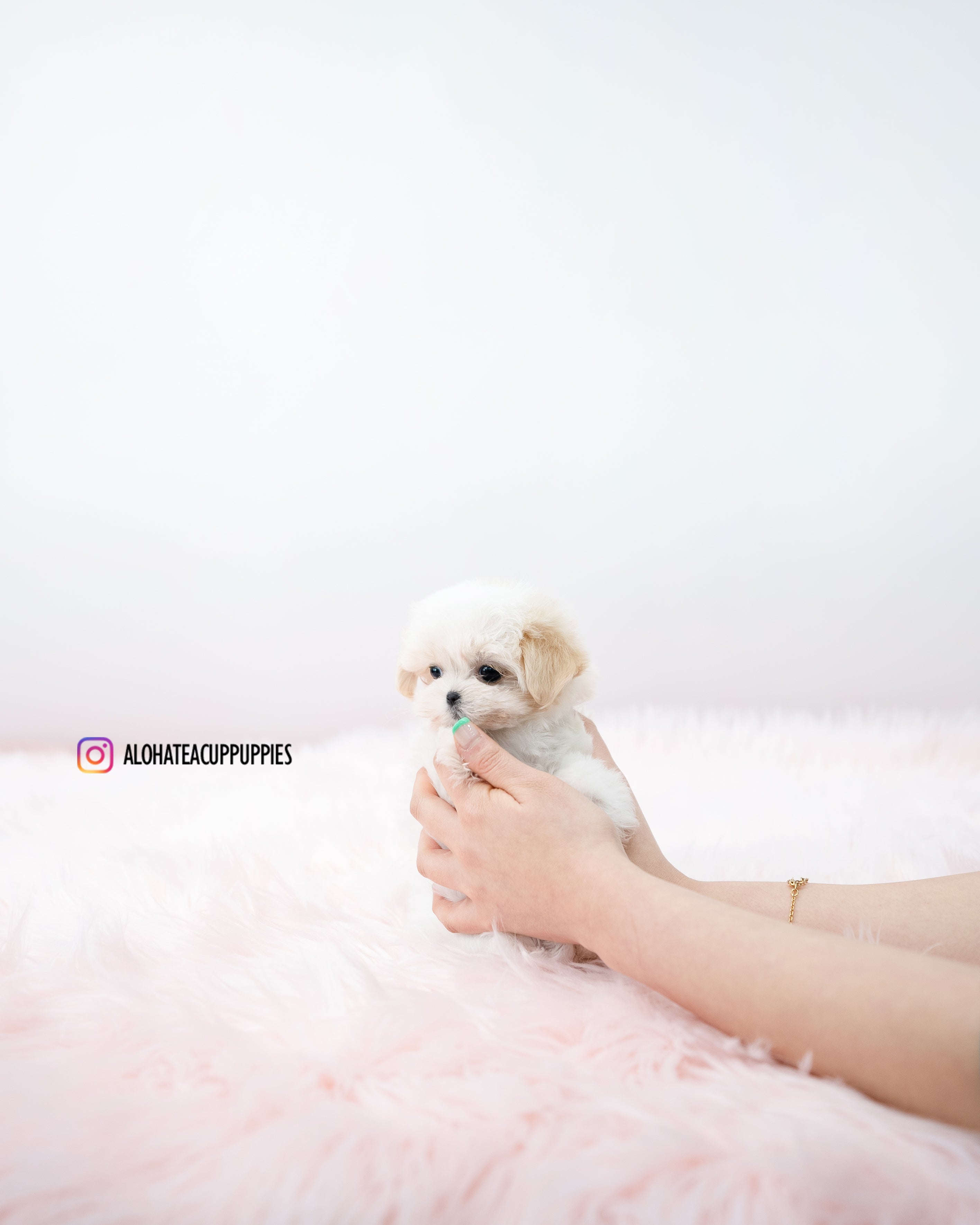 Bunny [TEACUP MALTIPOO]
