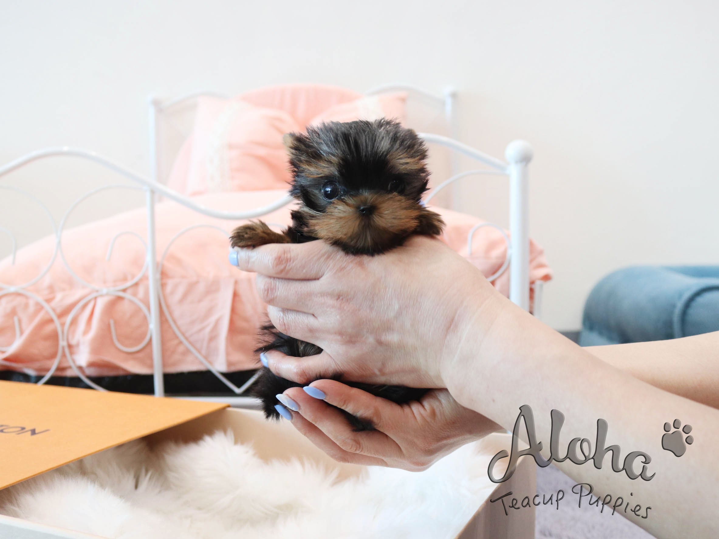 PEANUT [TEACUP YORKIE]