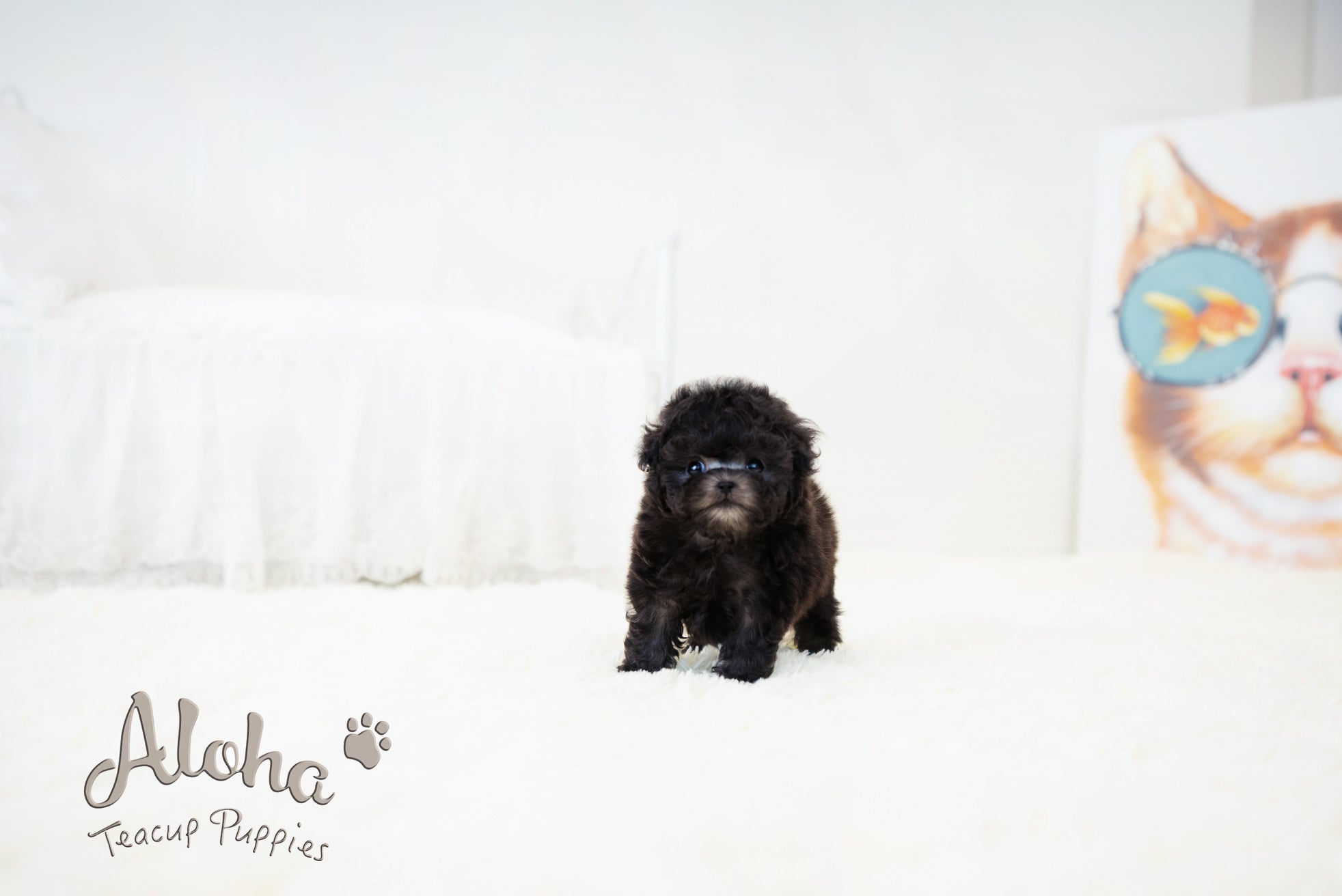 Kai [TEACUP POODLE]