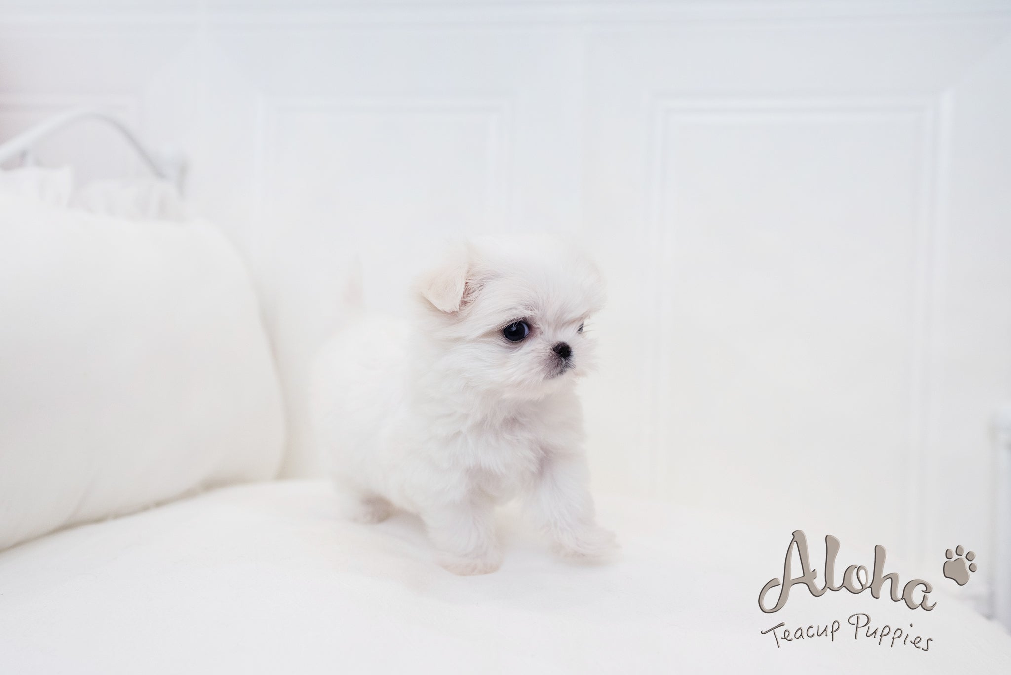 Ciara [TEACUP MALTESE]