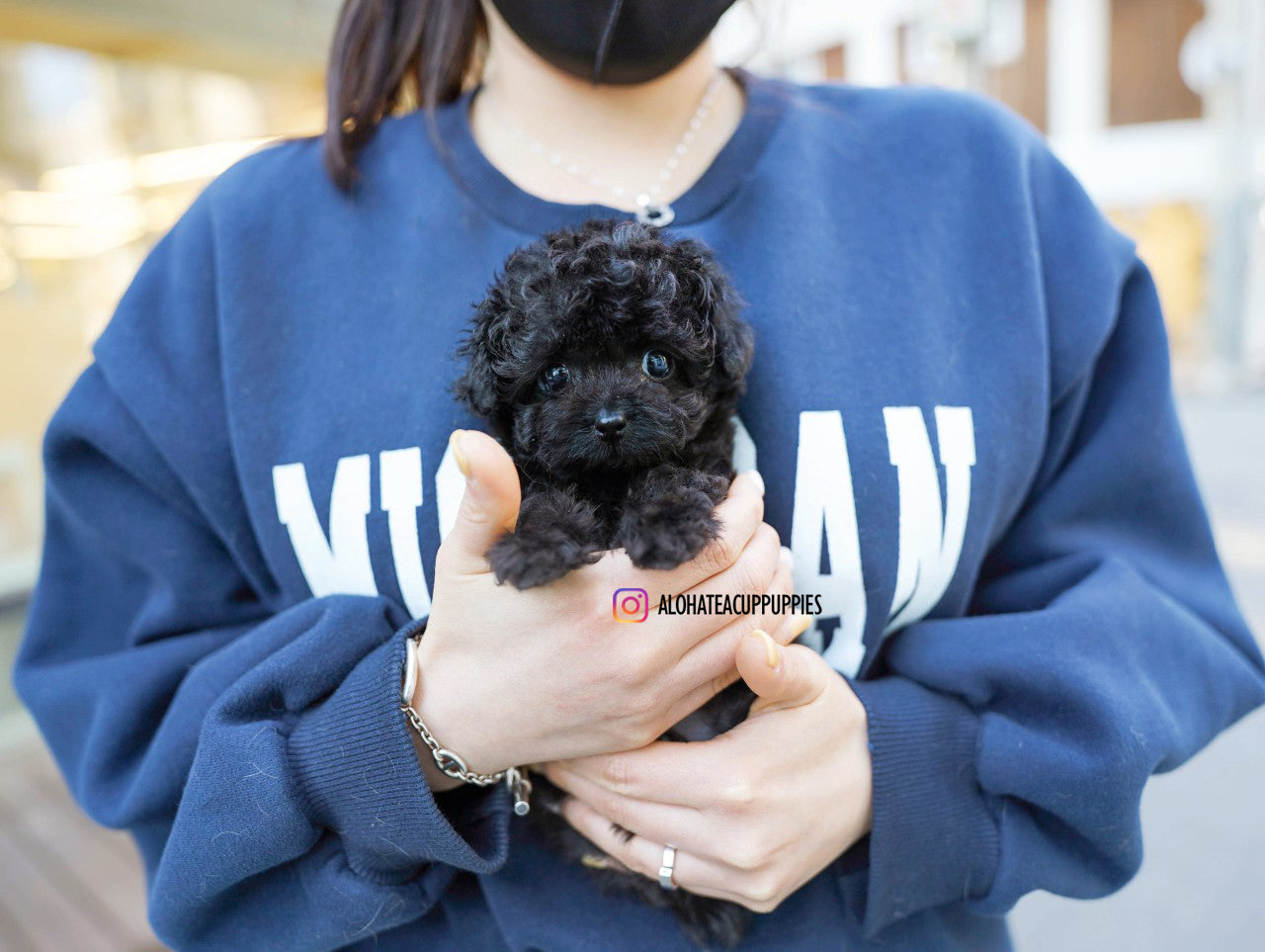 Billie [TEACUP POODLE]