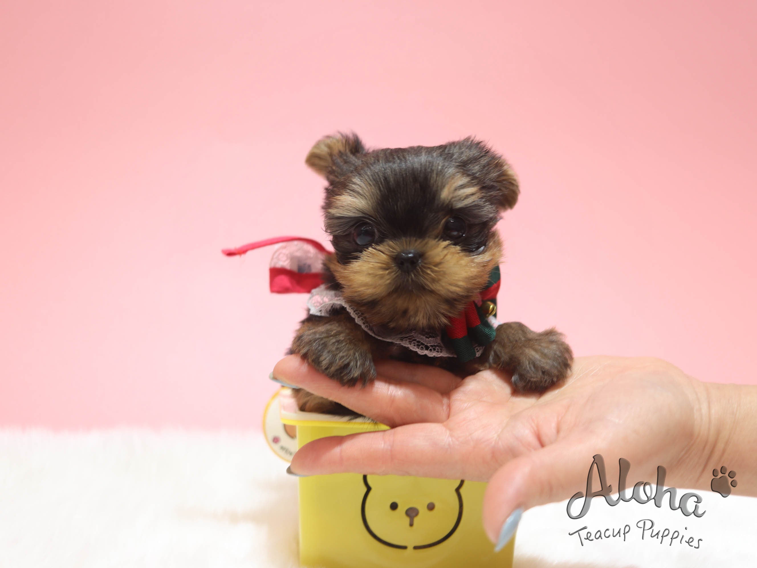 Heidi [TEACUP YORKIE]