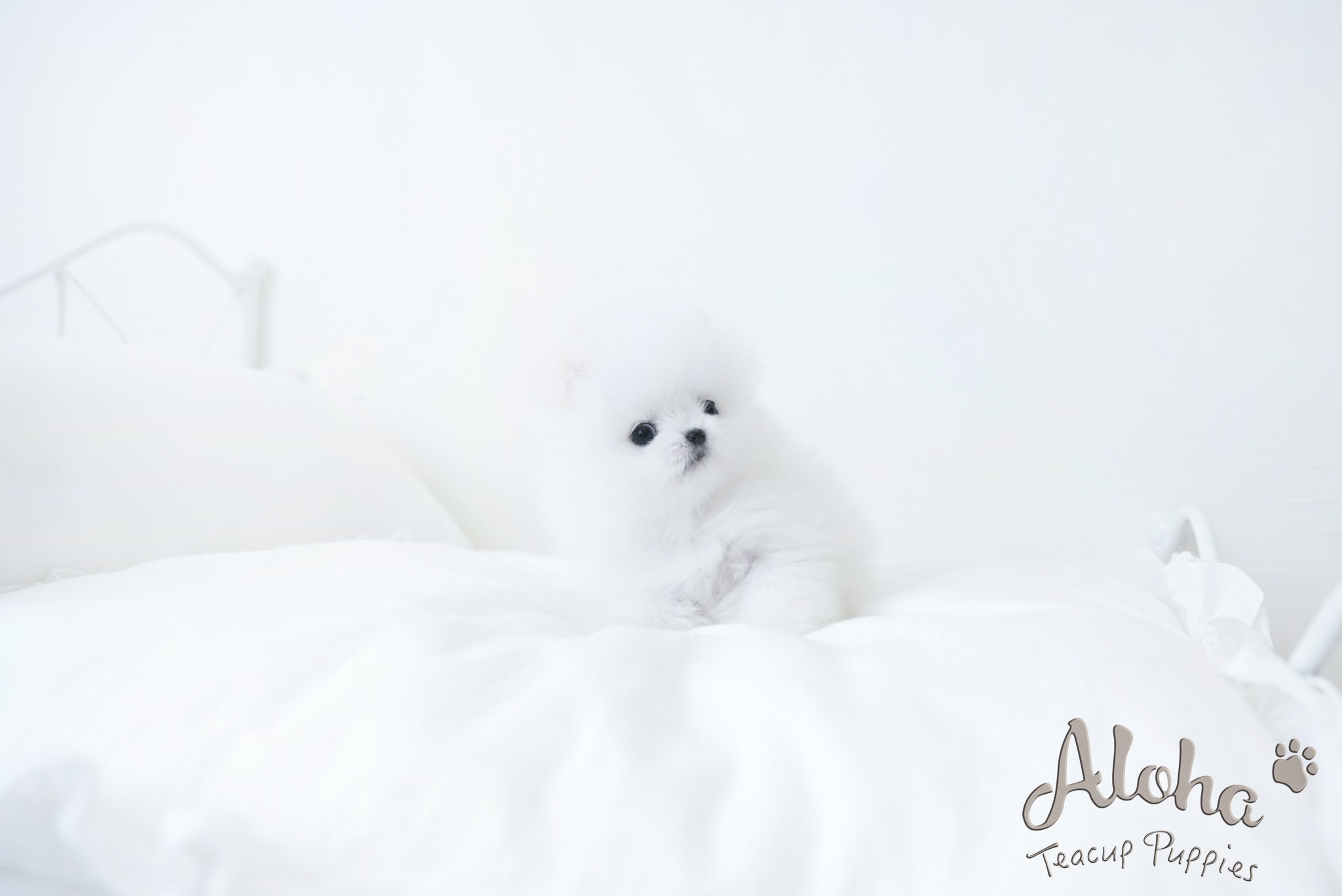 Amy [TEACUP POMERANIAN]