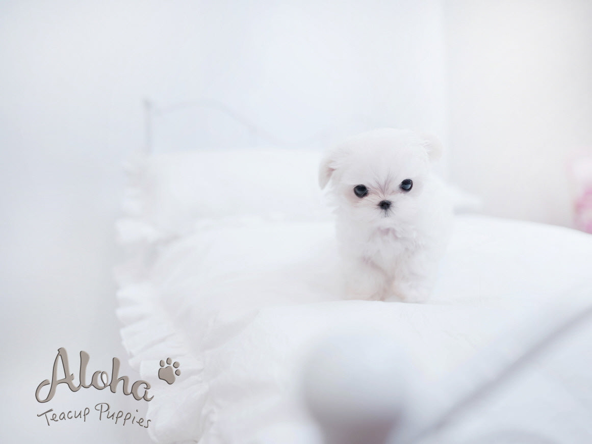 Theo [TEACUP MALTESE]