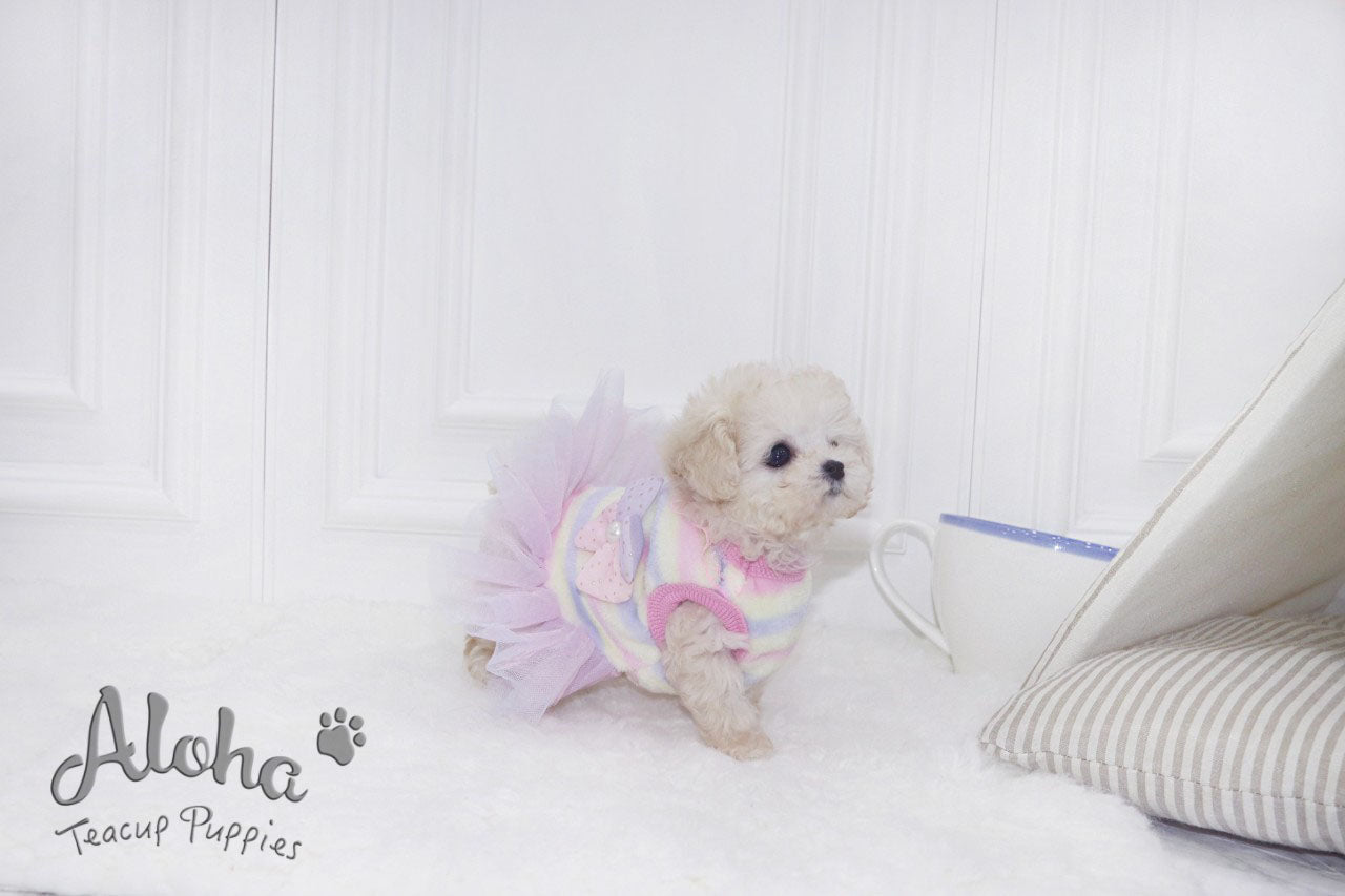 Haribo [TEACUP POODLE]