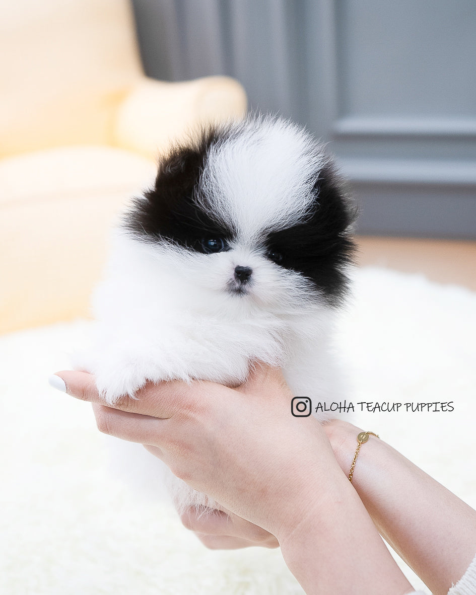 Linda [Pomerania DE BOLSILLO]