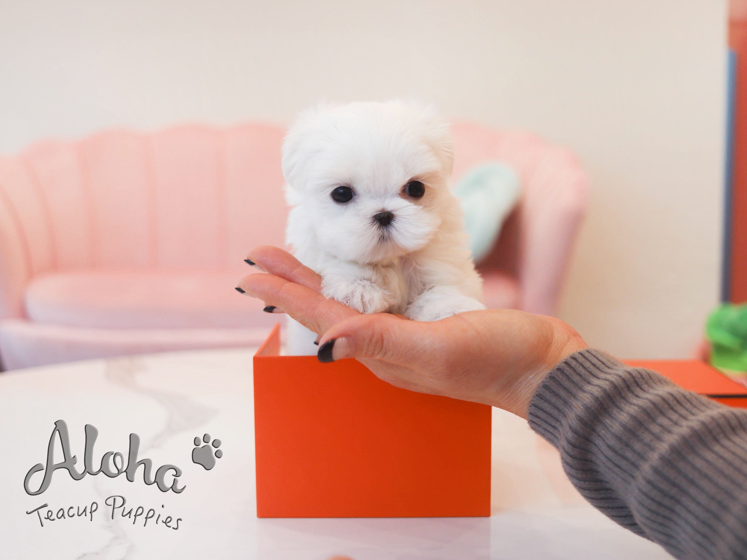 WILLY [TEACUP MALTESE]
