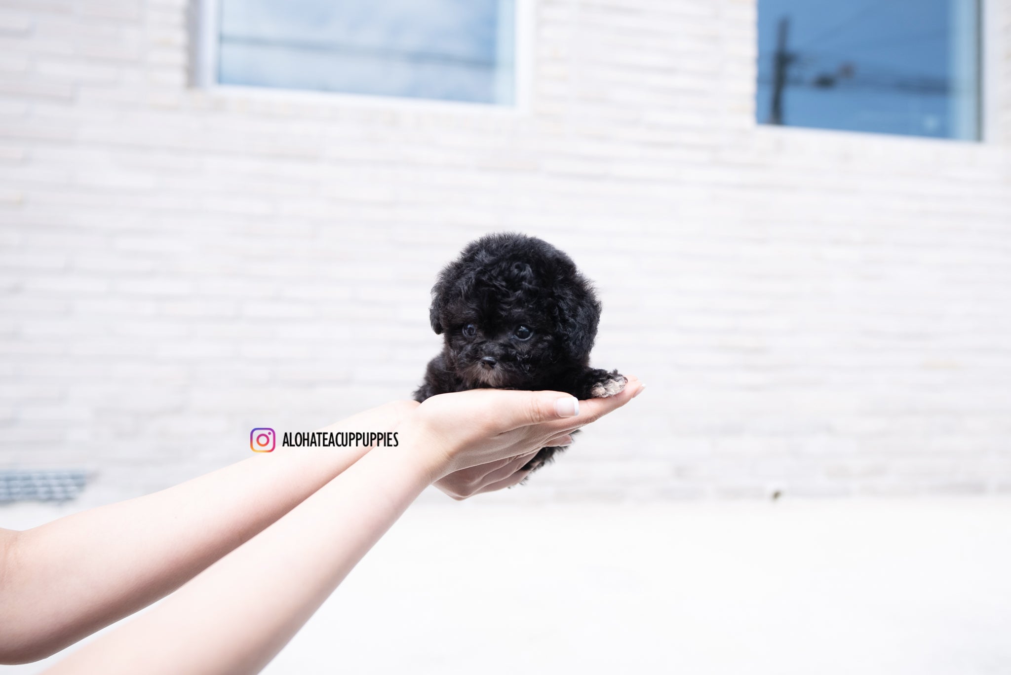 Maeve [TEACUP POODLE]