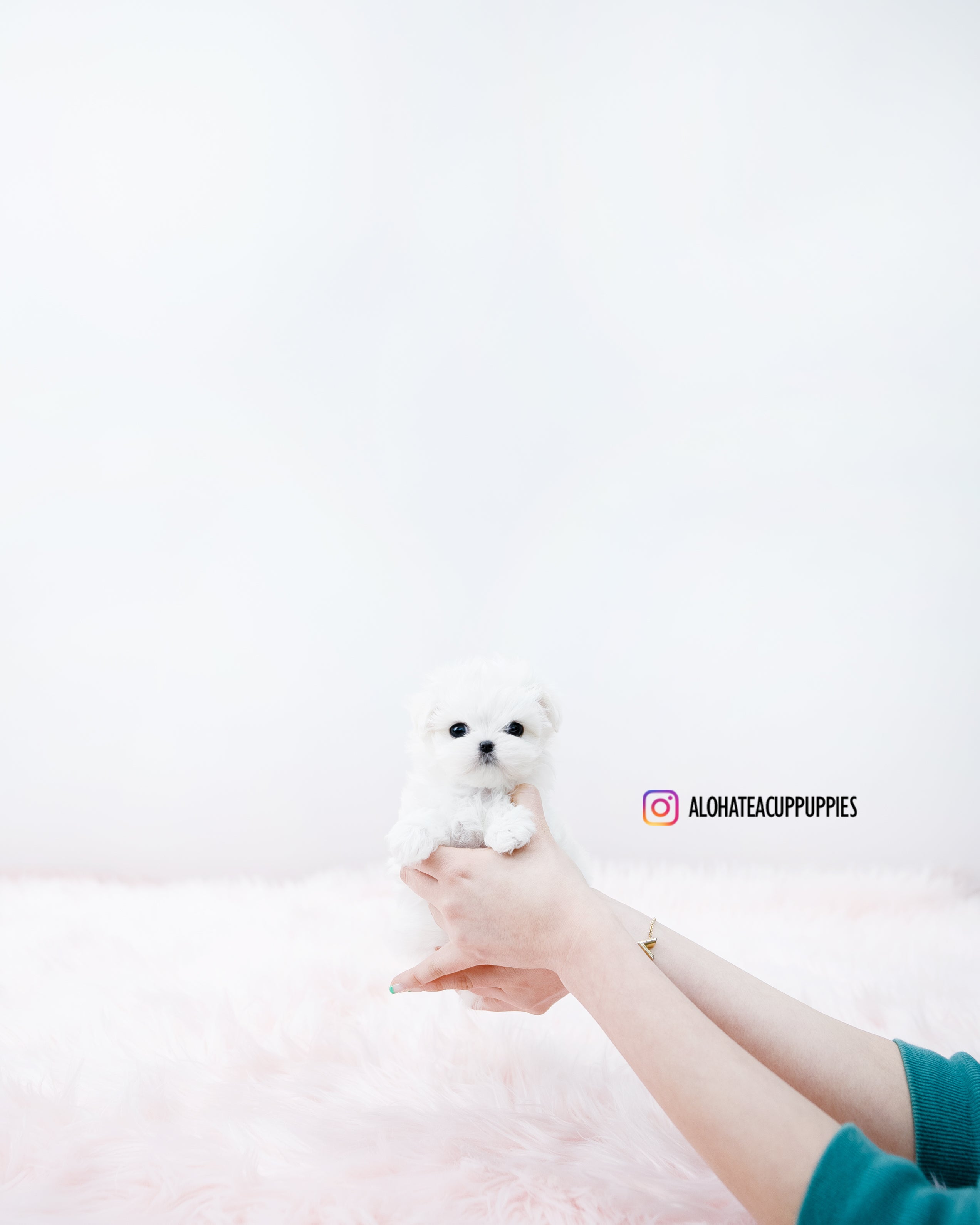 Clara [TEACUP MALTESE]