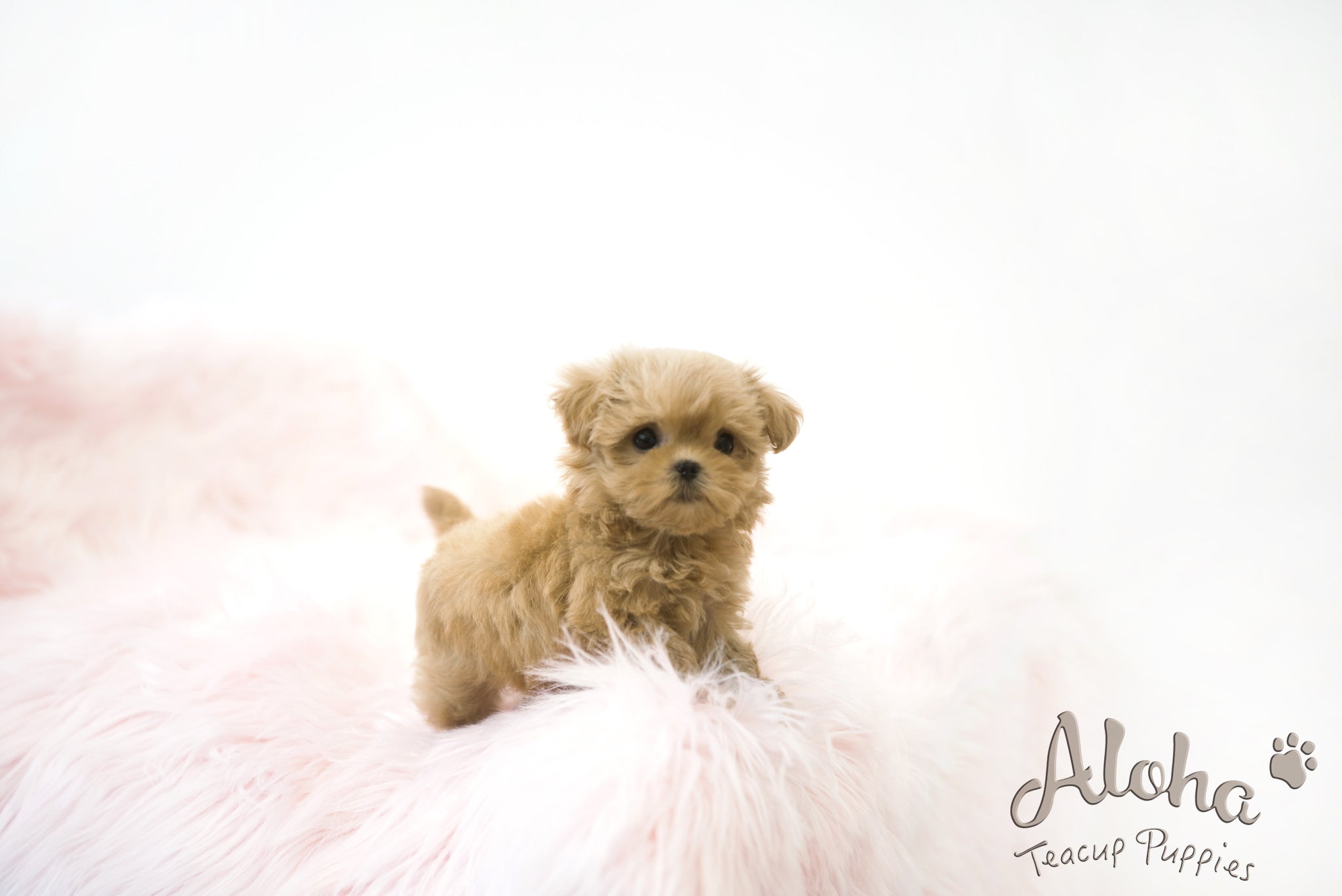 Hani [TEACUP MALTIPOO]