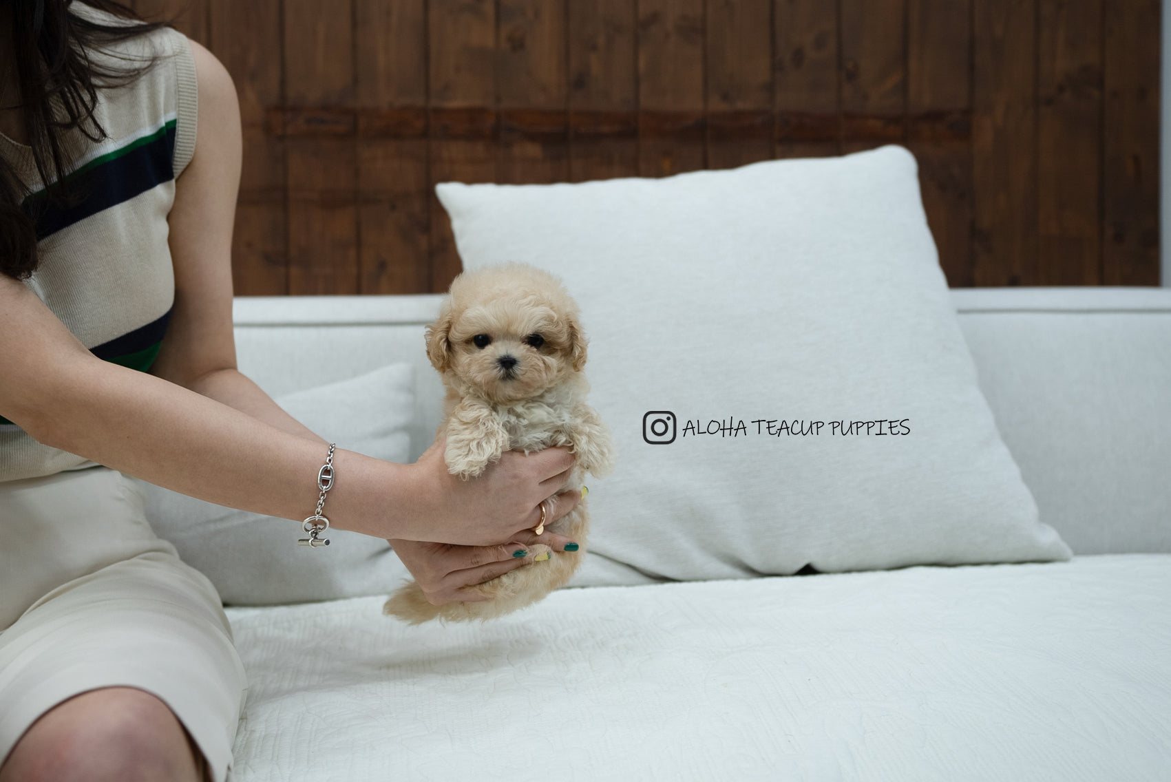 Lottie [TEACUP MALTIPOO]