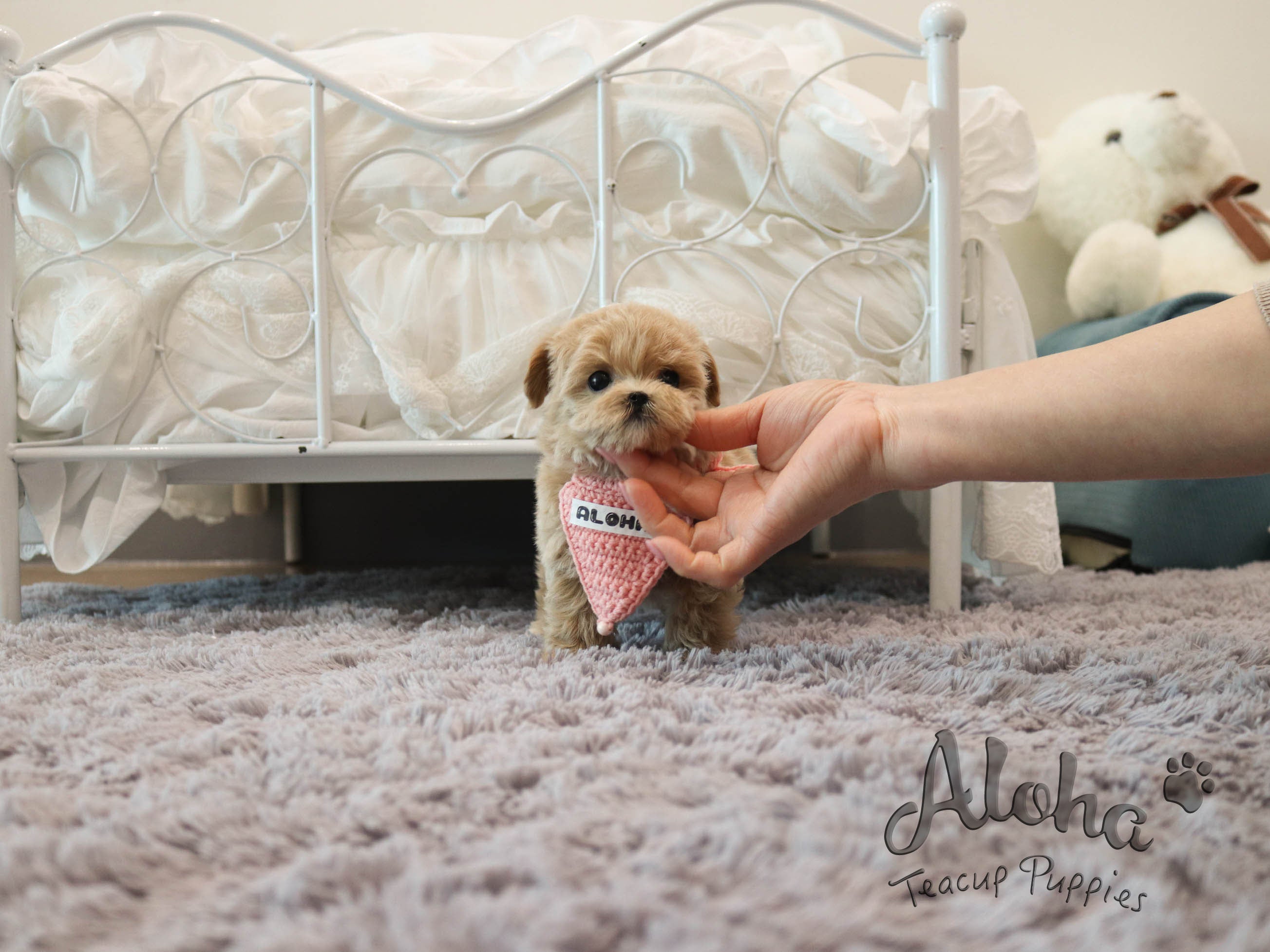 MAPLE [TEACUP MALTIPOO]