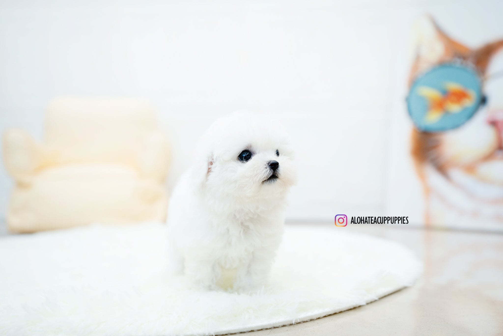 Nemo [TEACUP BICHON]