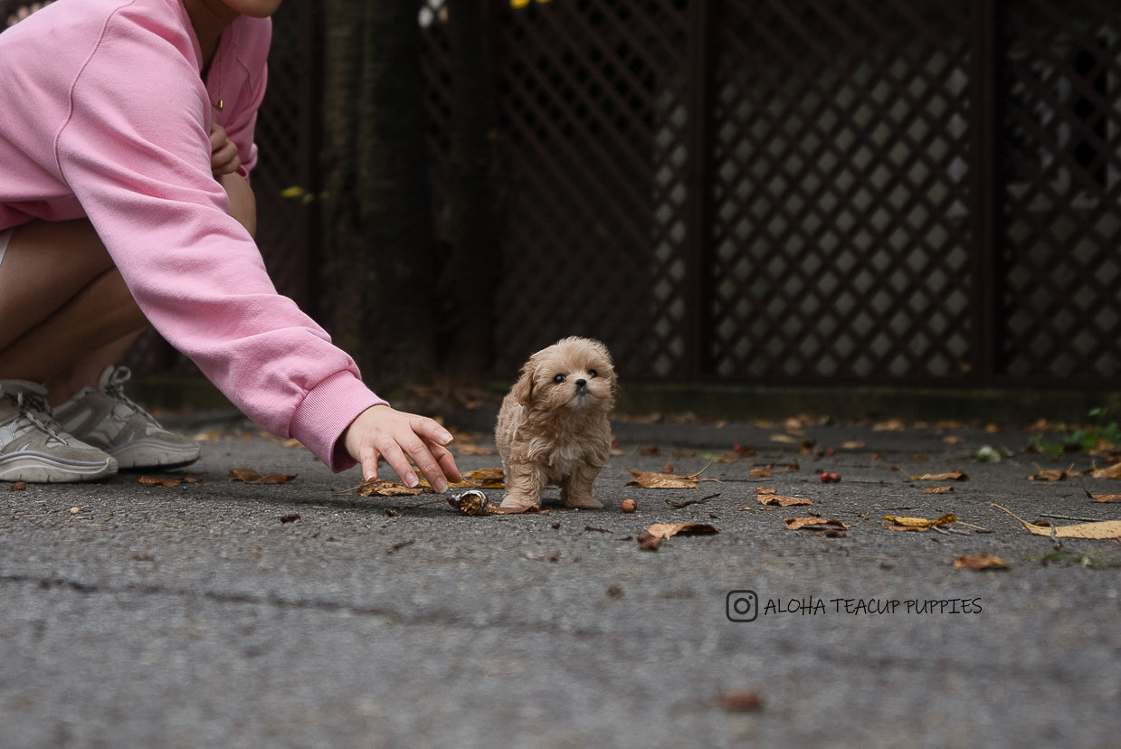 Fendi [TEACUP MALTIPOO]