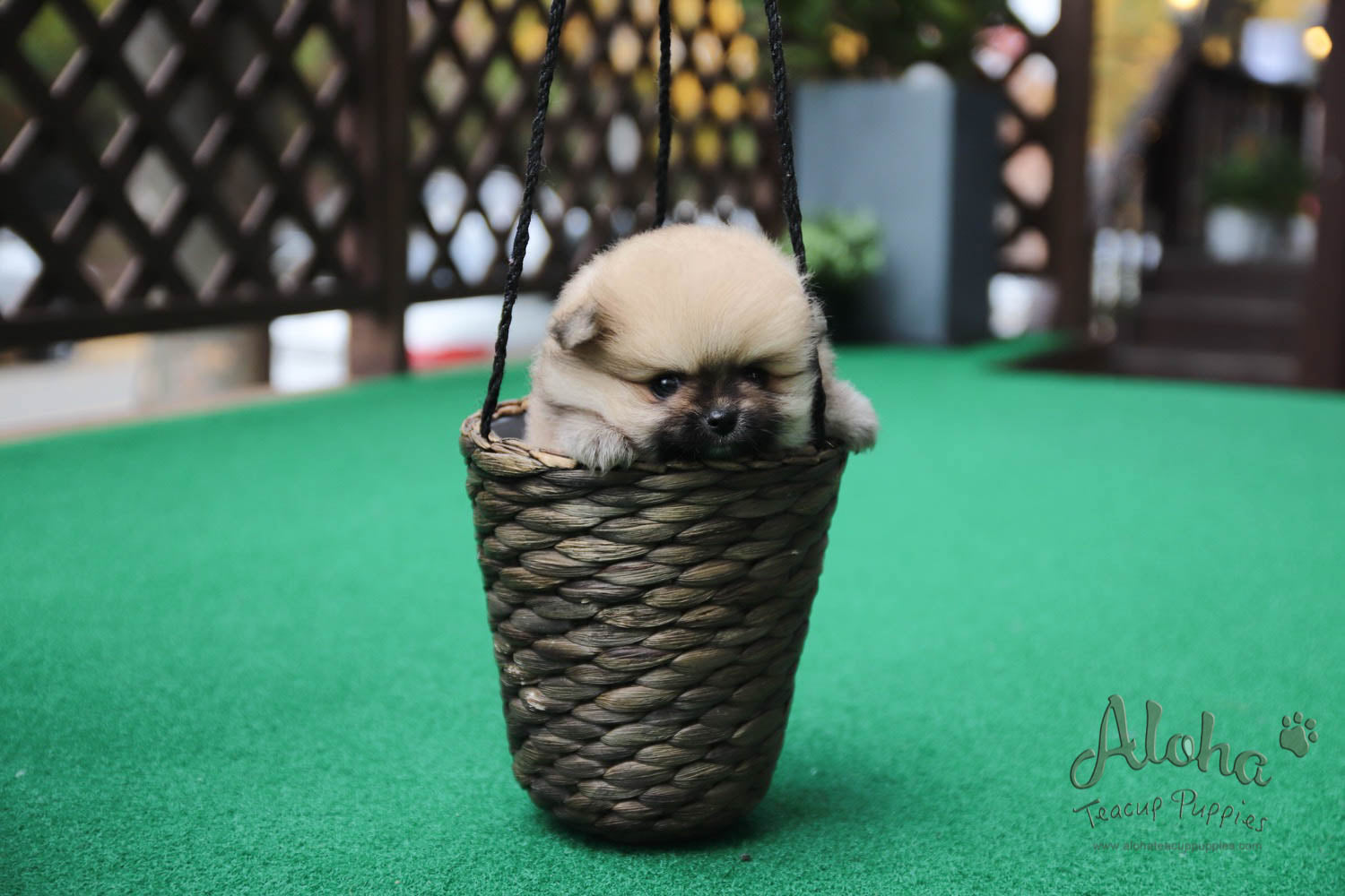 Mong - [Pomeranian]