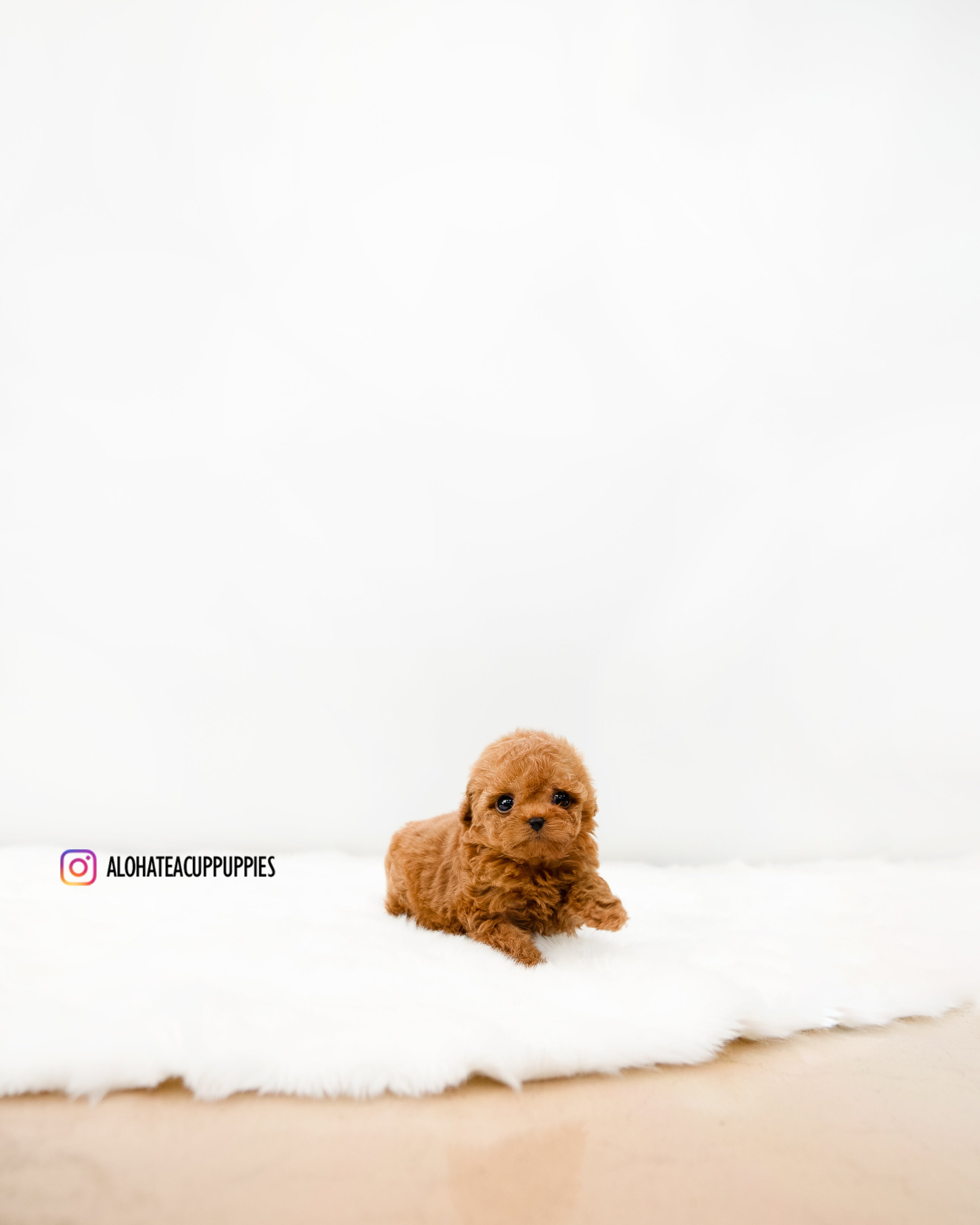 Cindy [TEACUP POODLE]
