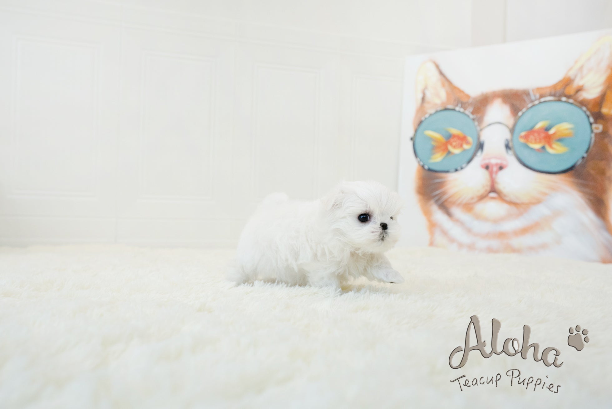 Bonita [TEACUP MALTESE]