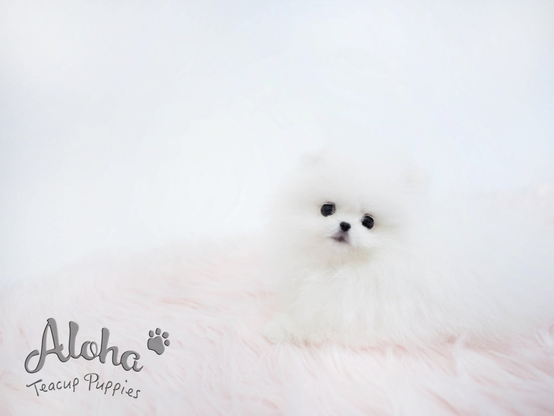 Toby [TEACUP POMERANIAN]