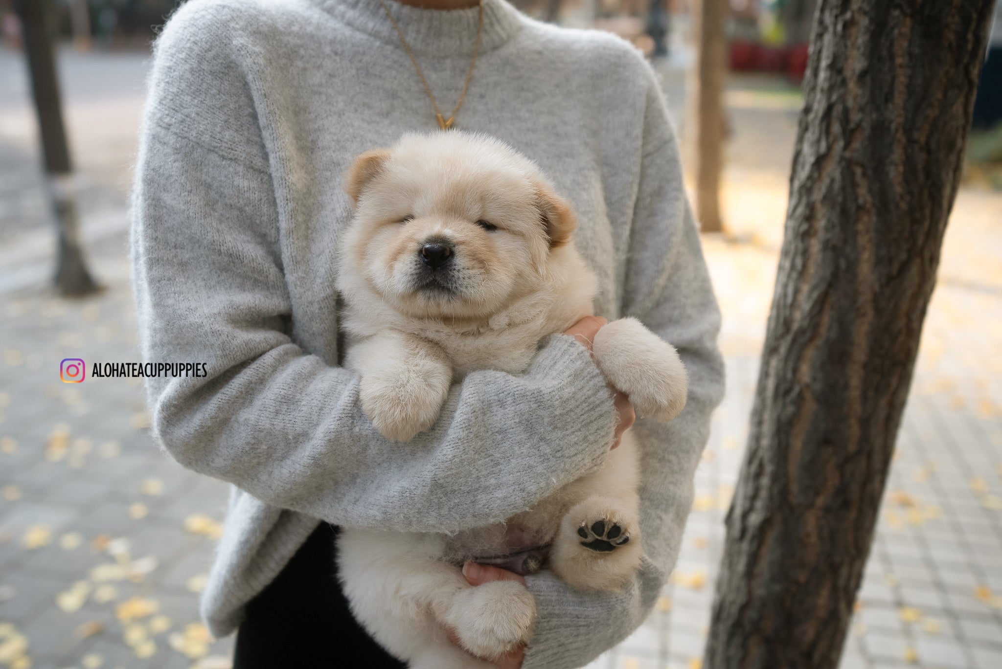 Cow [Mini Chow Chow]