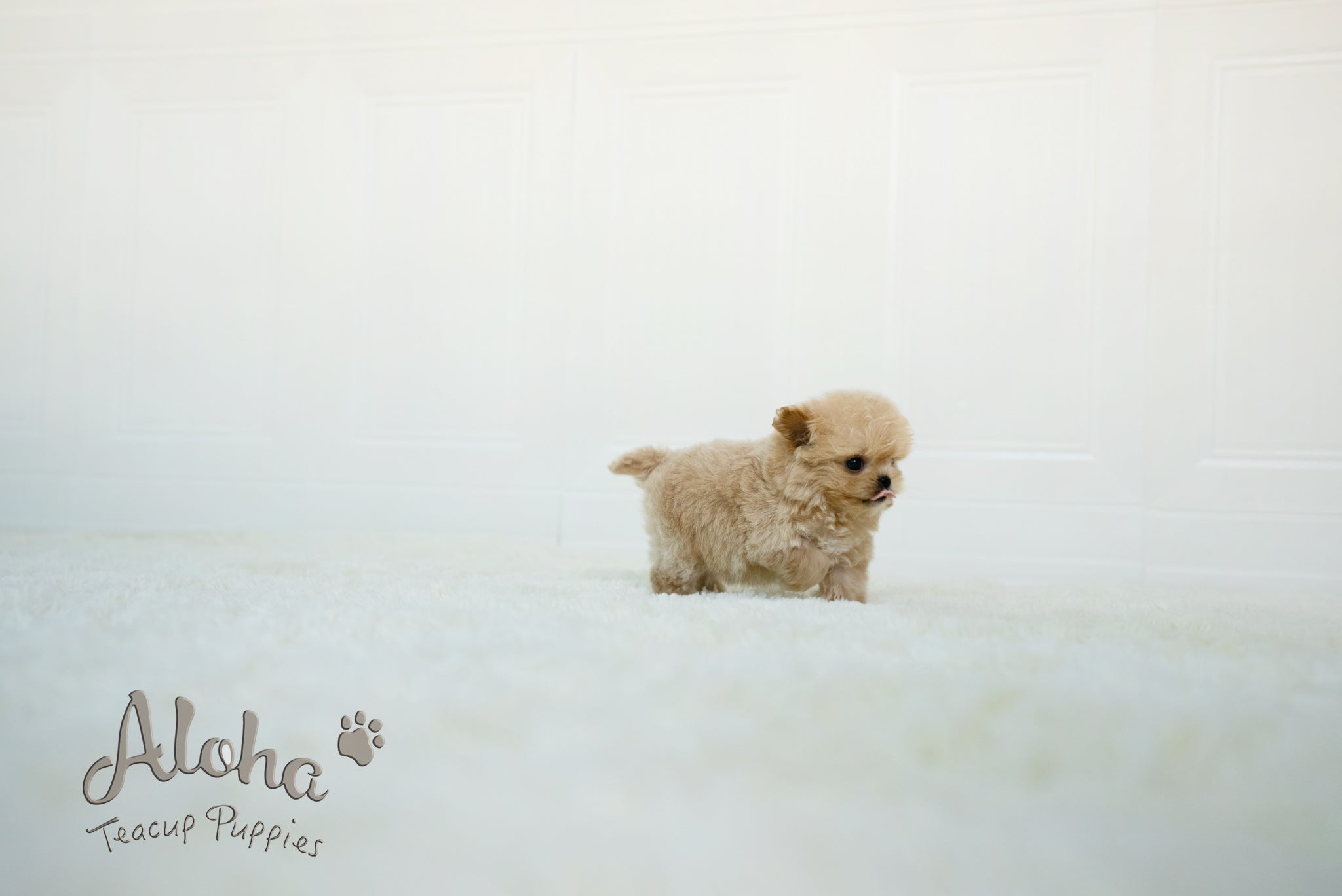 Mario [TEACUP MALTIPOO]