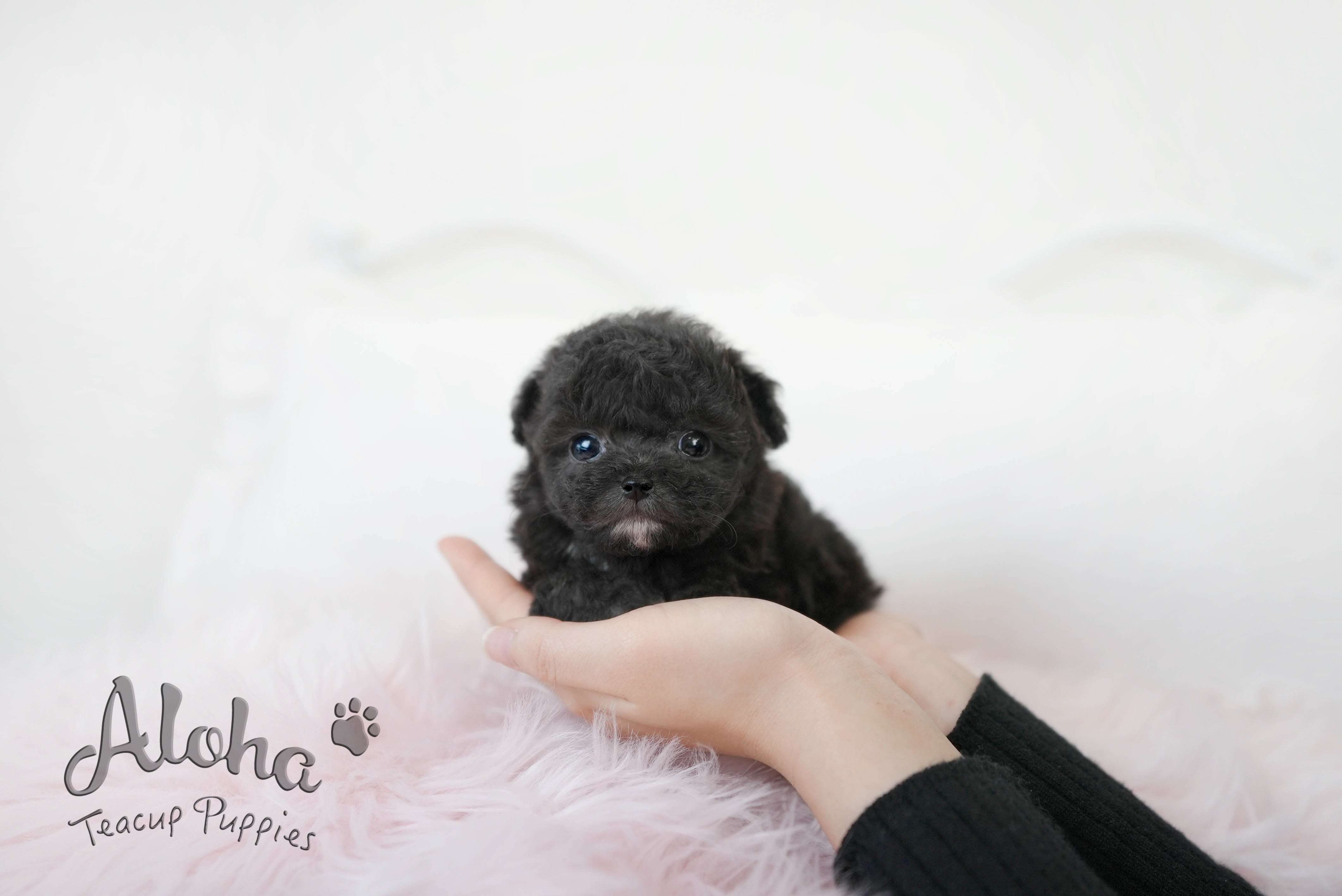 POPPY  [TEACUP POODLE]