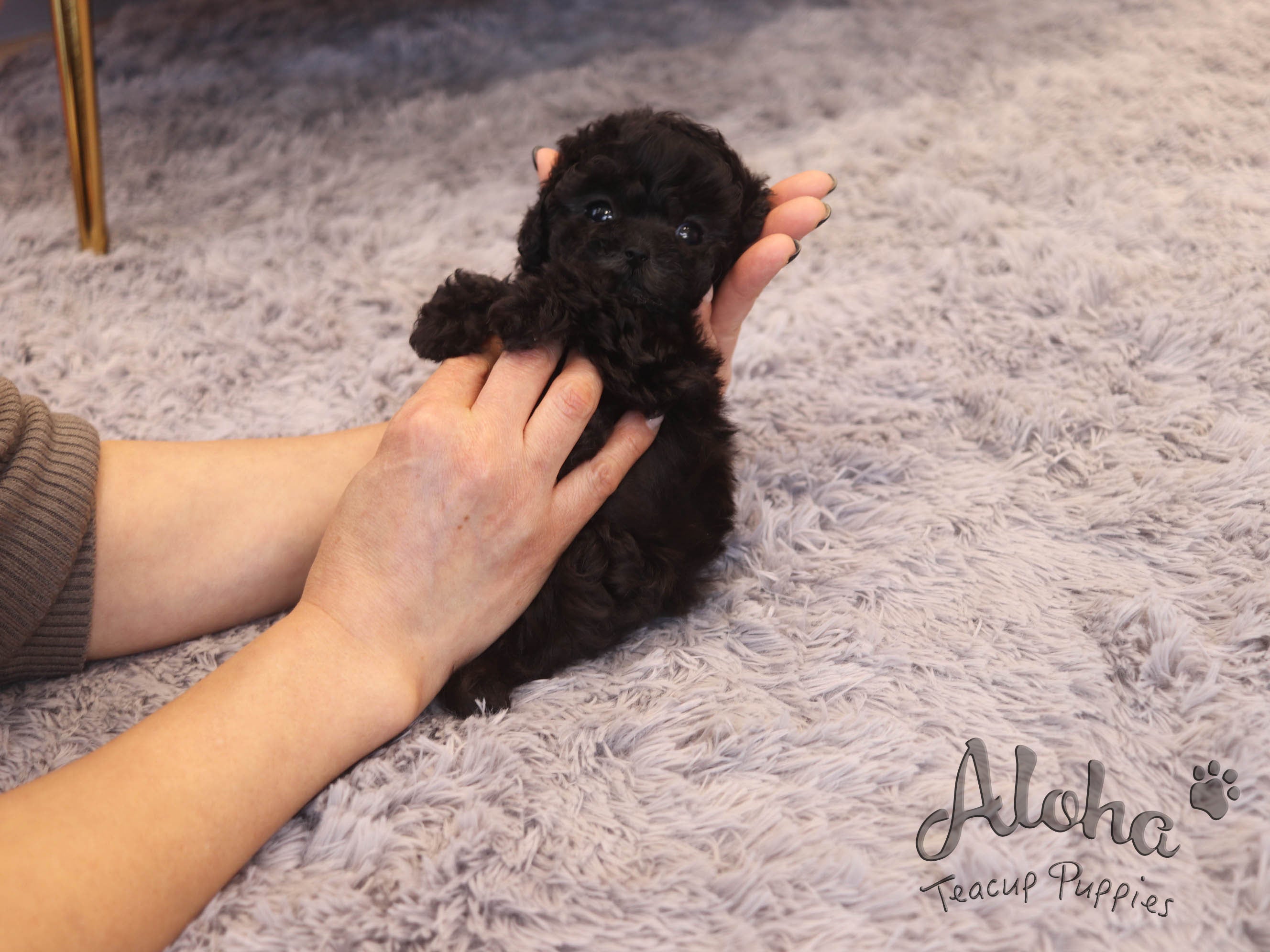 Paris [TEACUP POODLE]