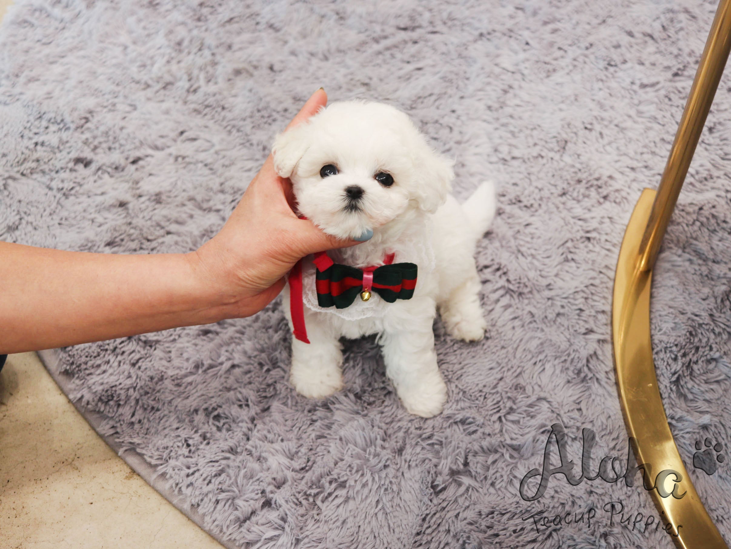 CHANEL [TEACUP BICHON]