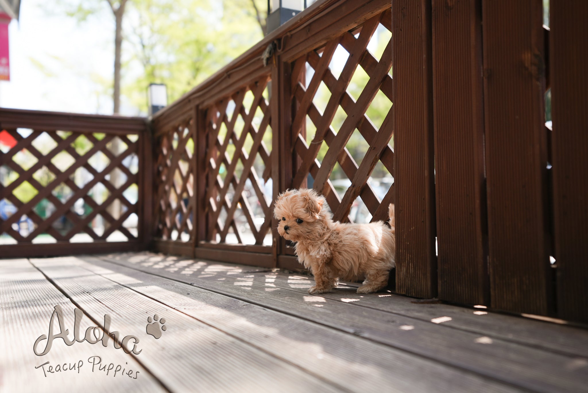 Danna [TEACUP MALTIPOO]